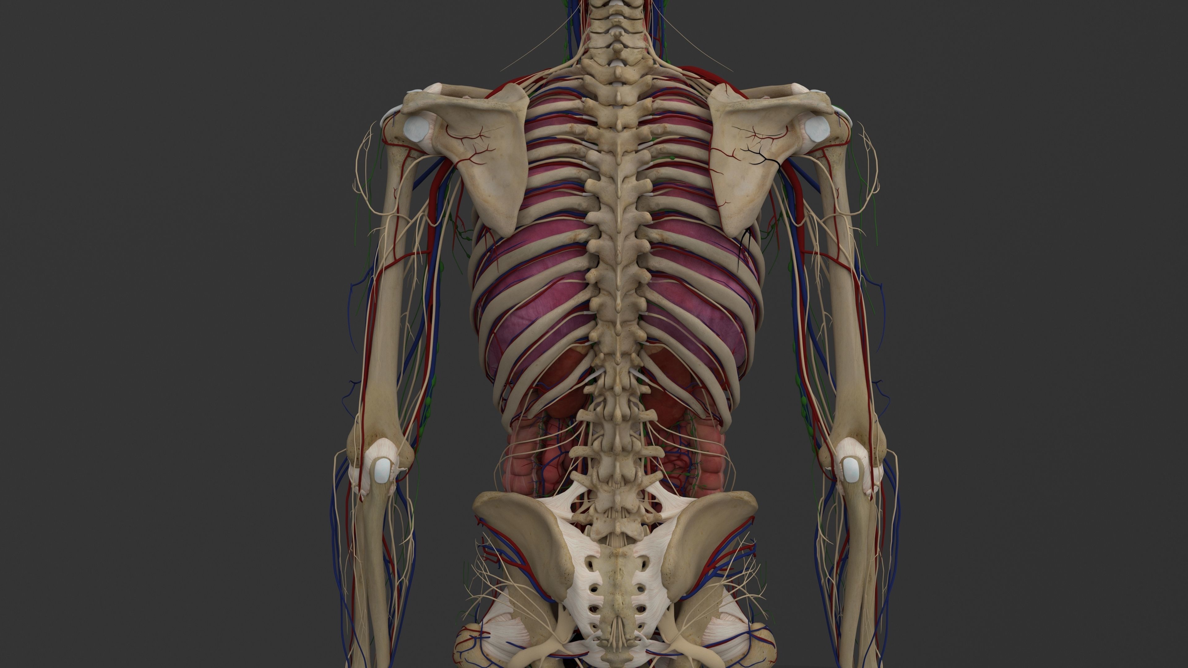 Ultimate Male and Female all anatomical system 3D model_39