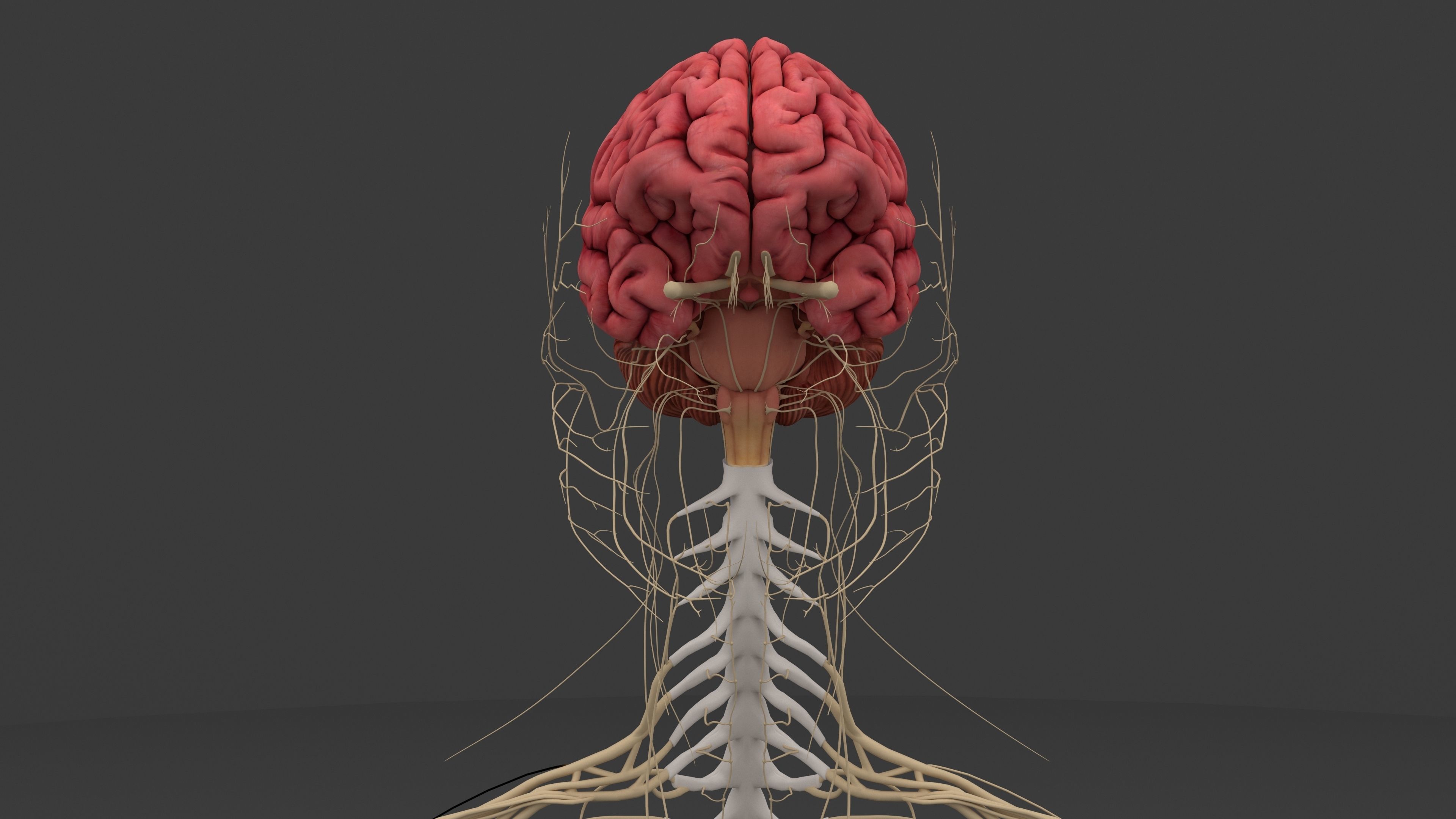 Ultimate Male and Female all anatomical system 3D model_19