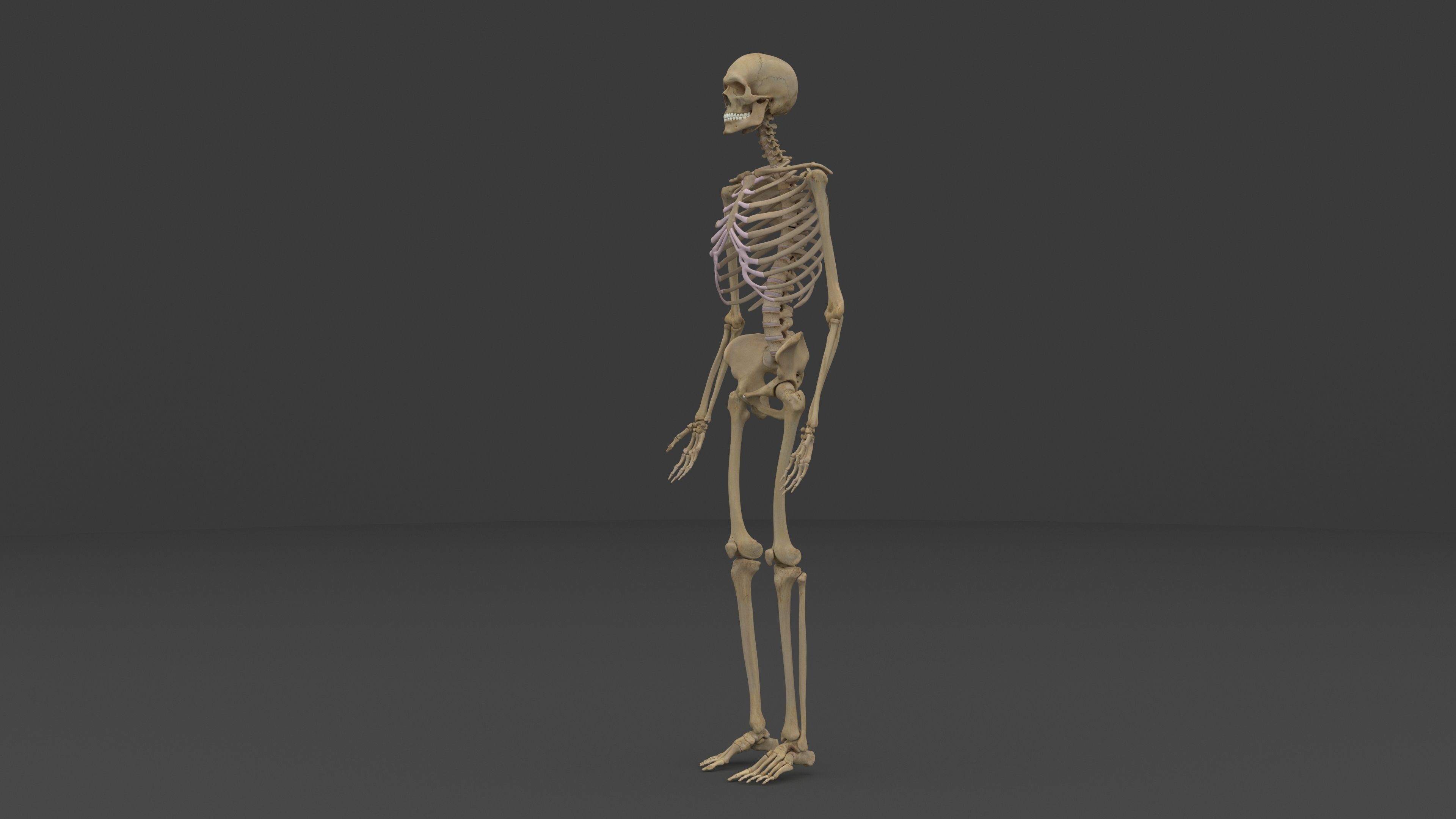 Ultimate Male and Female all anatomical system 3D model_6