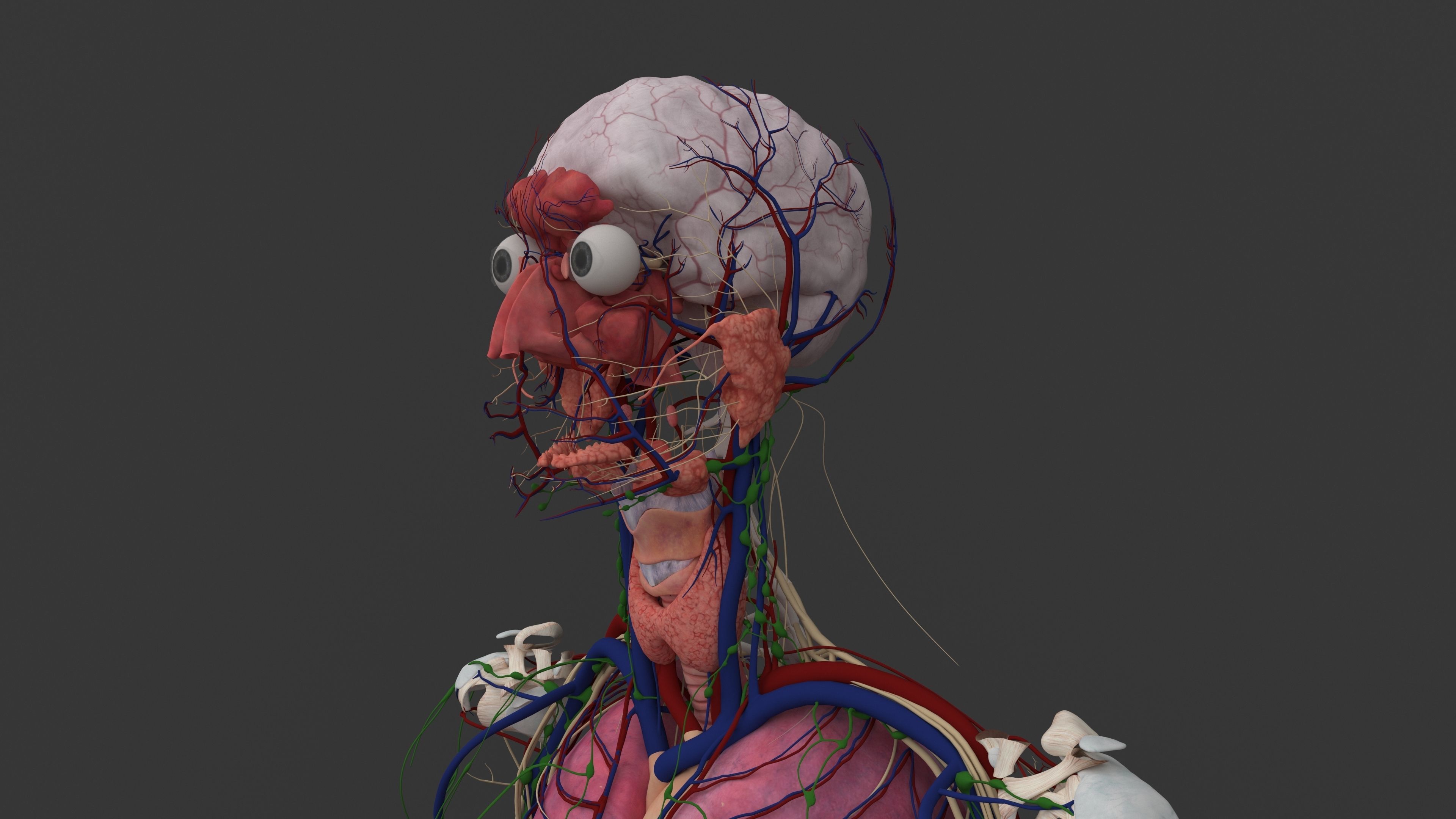 Ultimate Male and Female all anatomical system 3D model_41