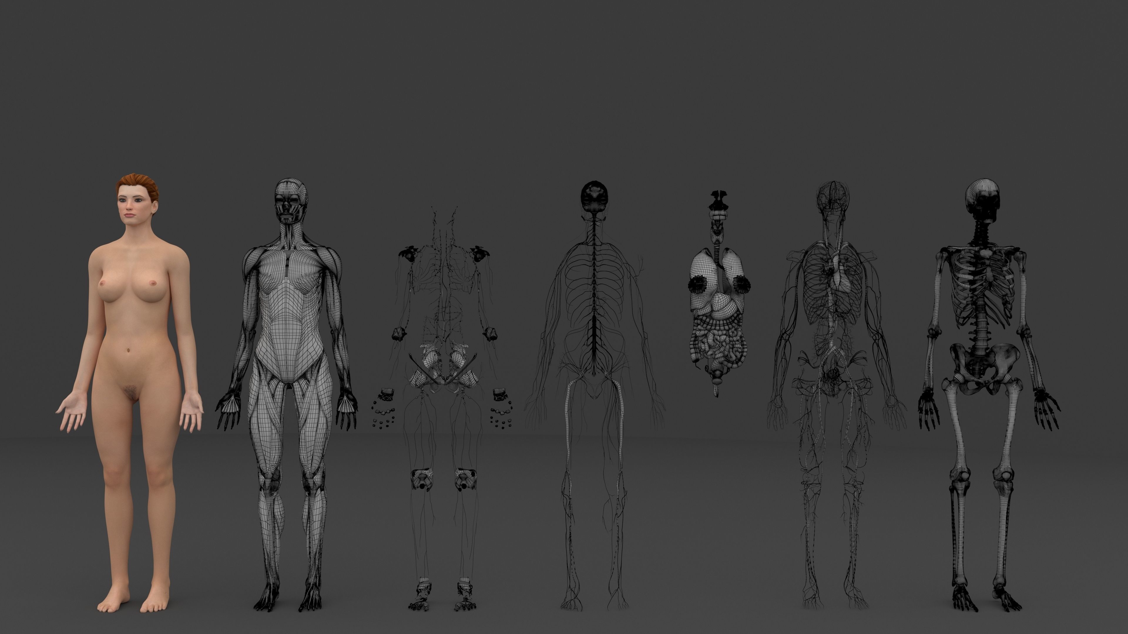 Ultimate Male and Female all anatomical system 3D model_47