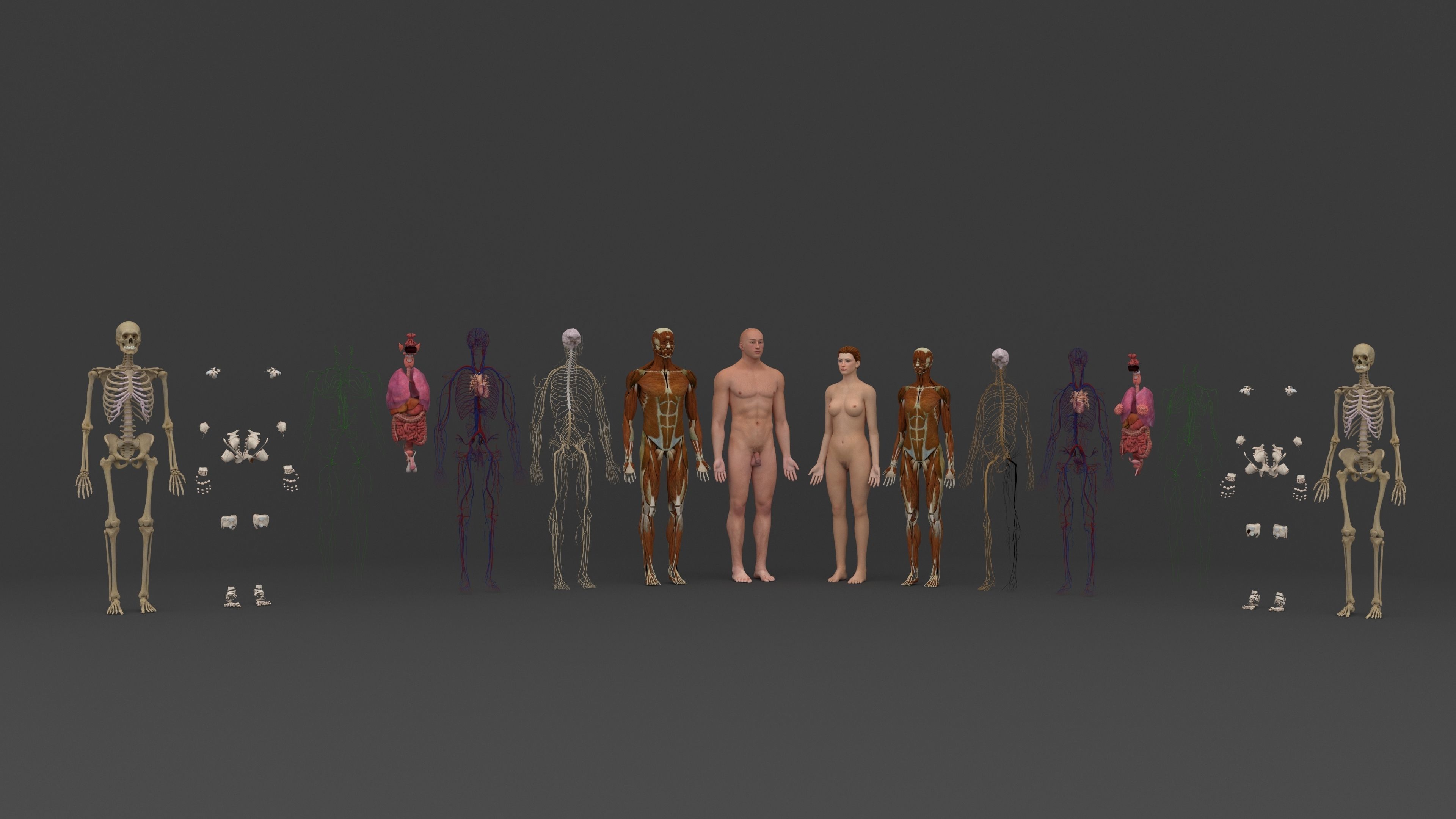 Ultimate Male and Female all anatomical system 3D model_45