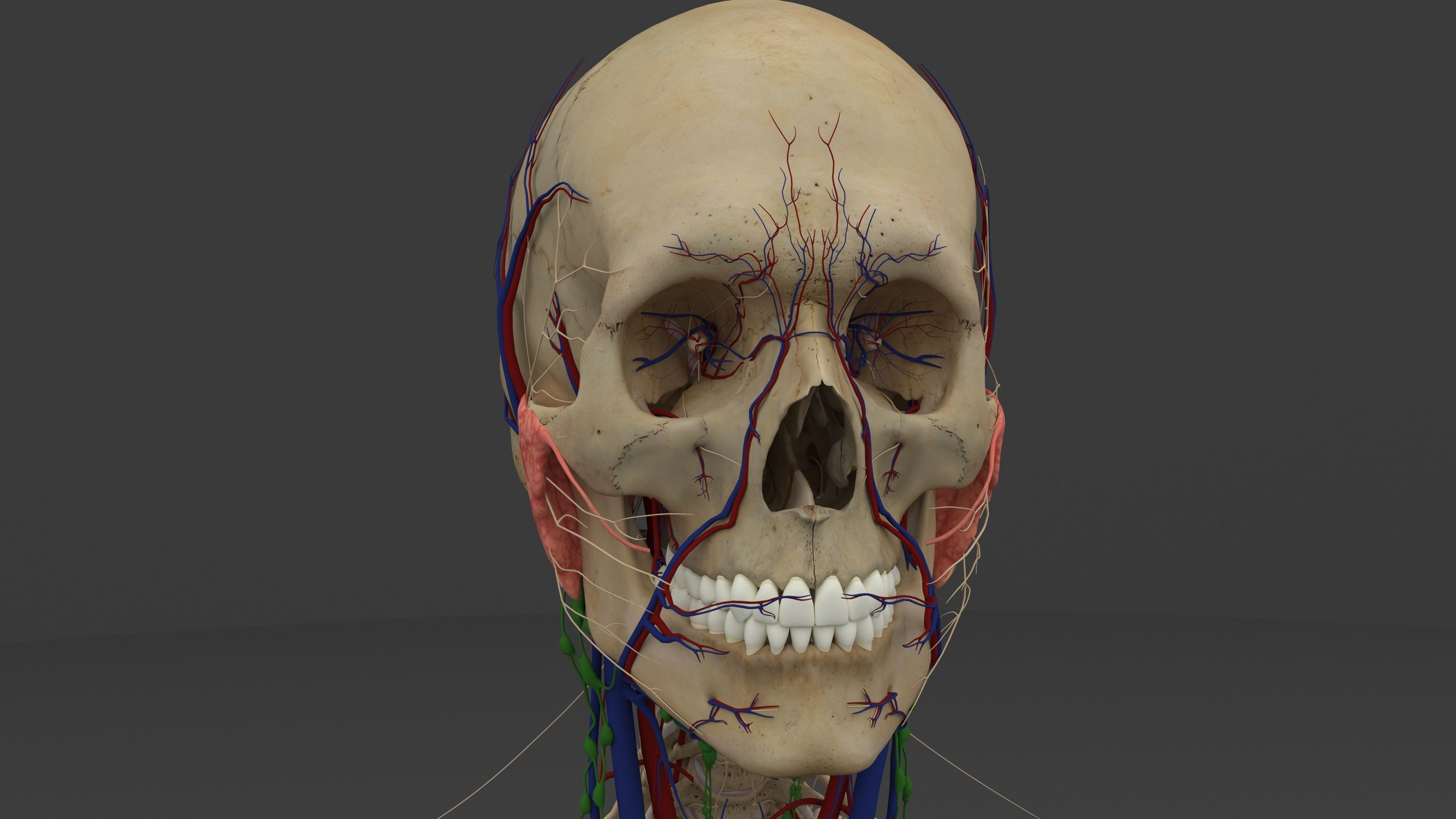 Ultimate Male and Female all anatomical system 3D model_35