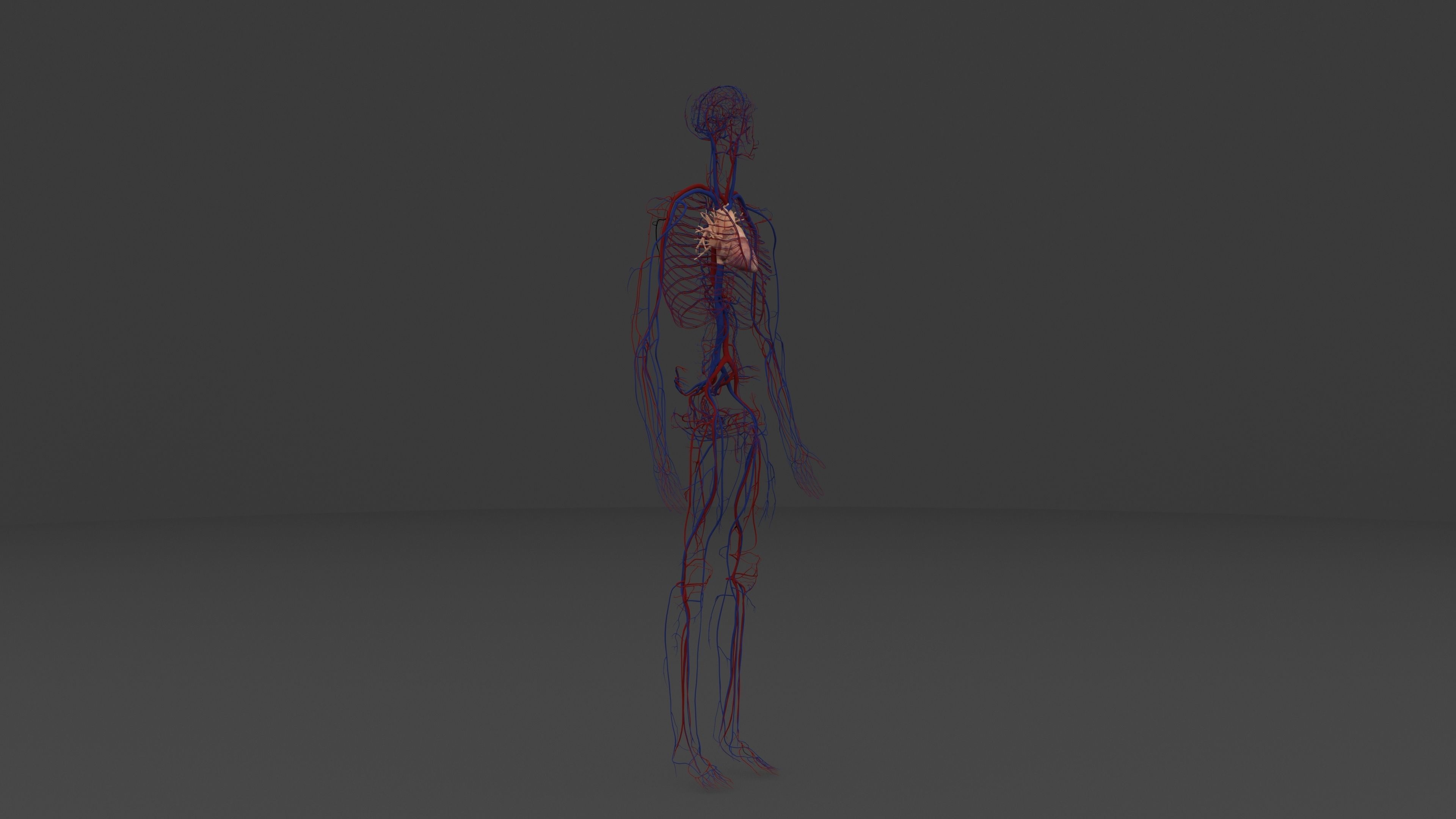 Ultimate Male and Female all anatomical system 3D model_25