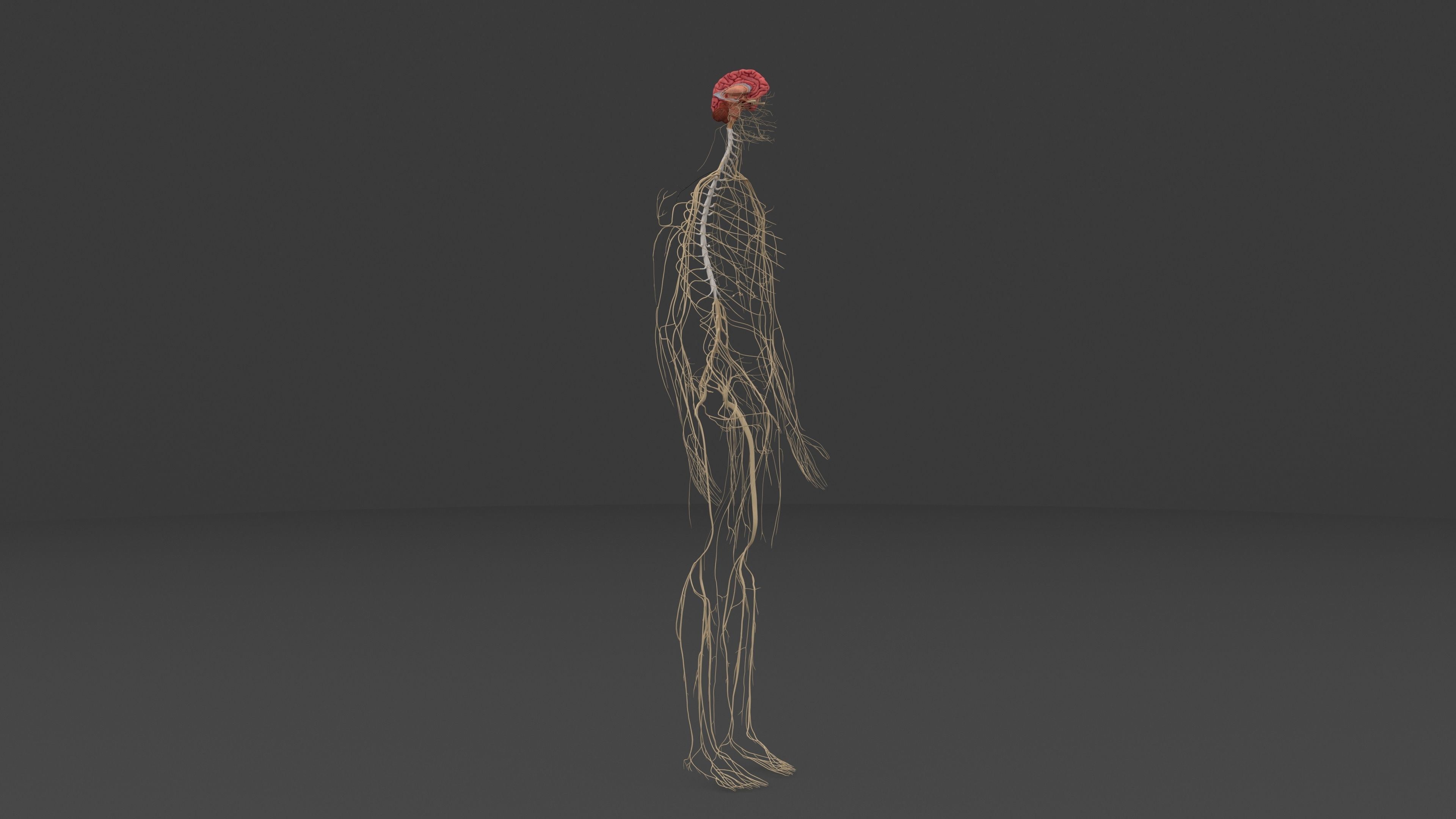 Ultimate Male and Female all anatomical system 3D model_16