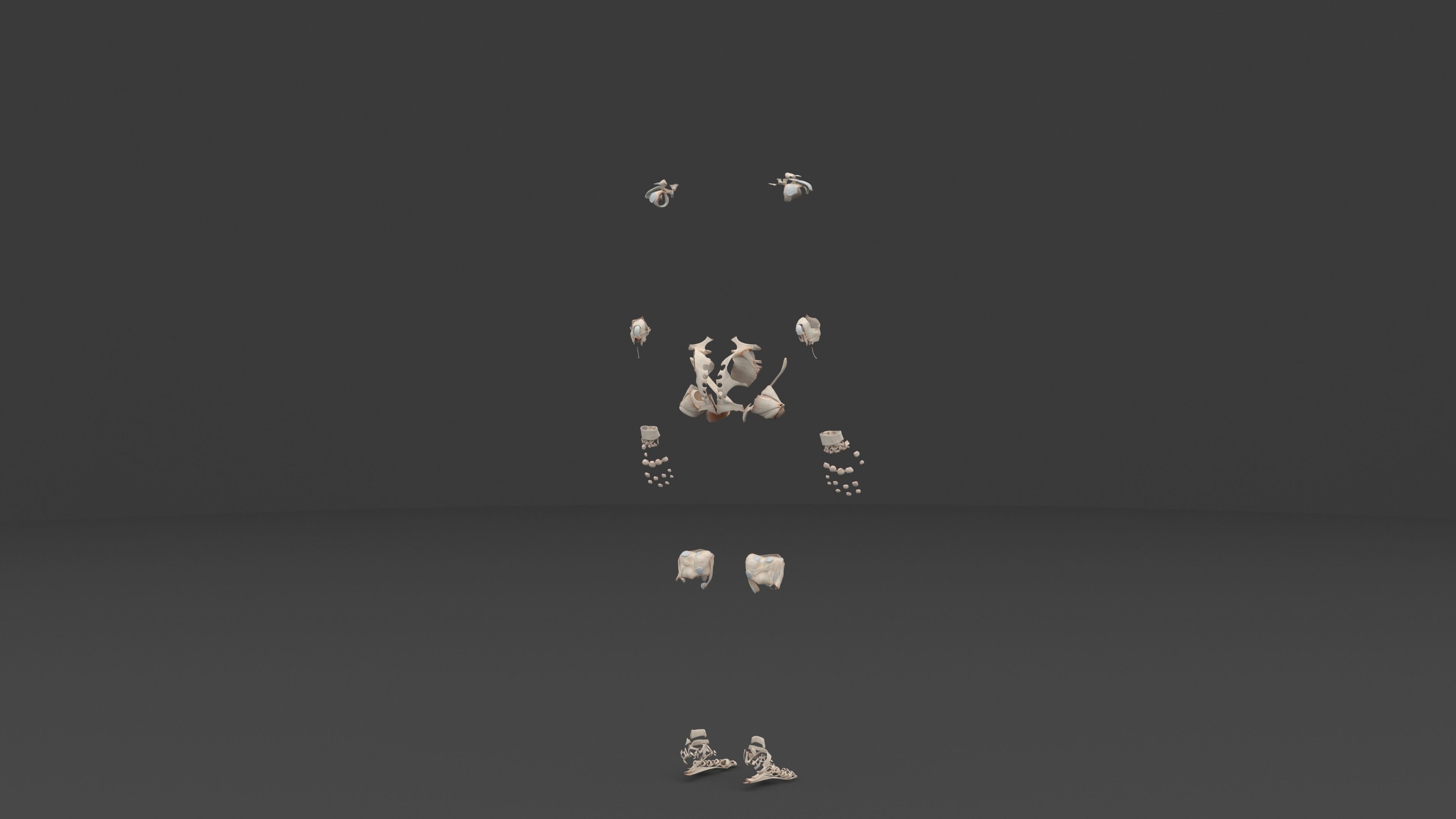 Ultimate Male and Female all anatomical system 3D model_11