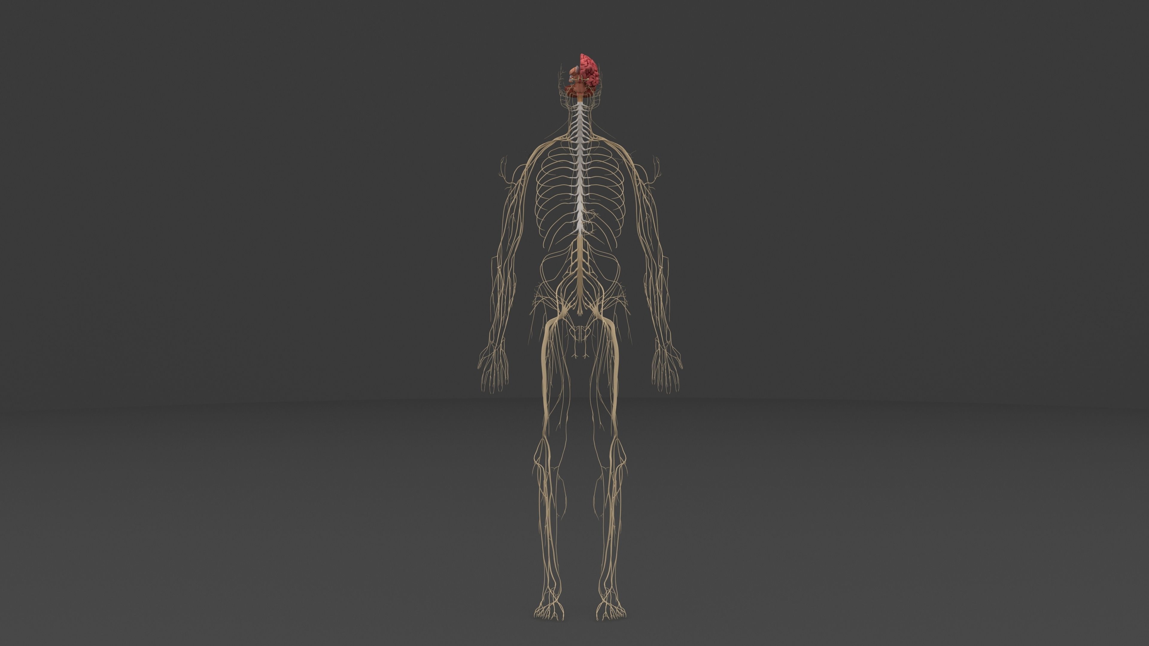 Ultimate Male and Female all anatomical system 3D model_17