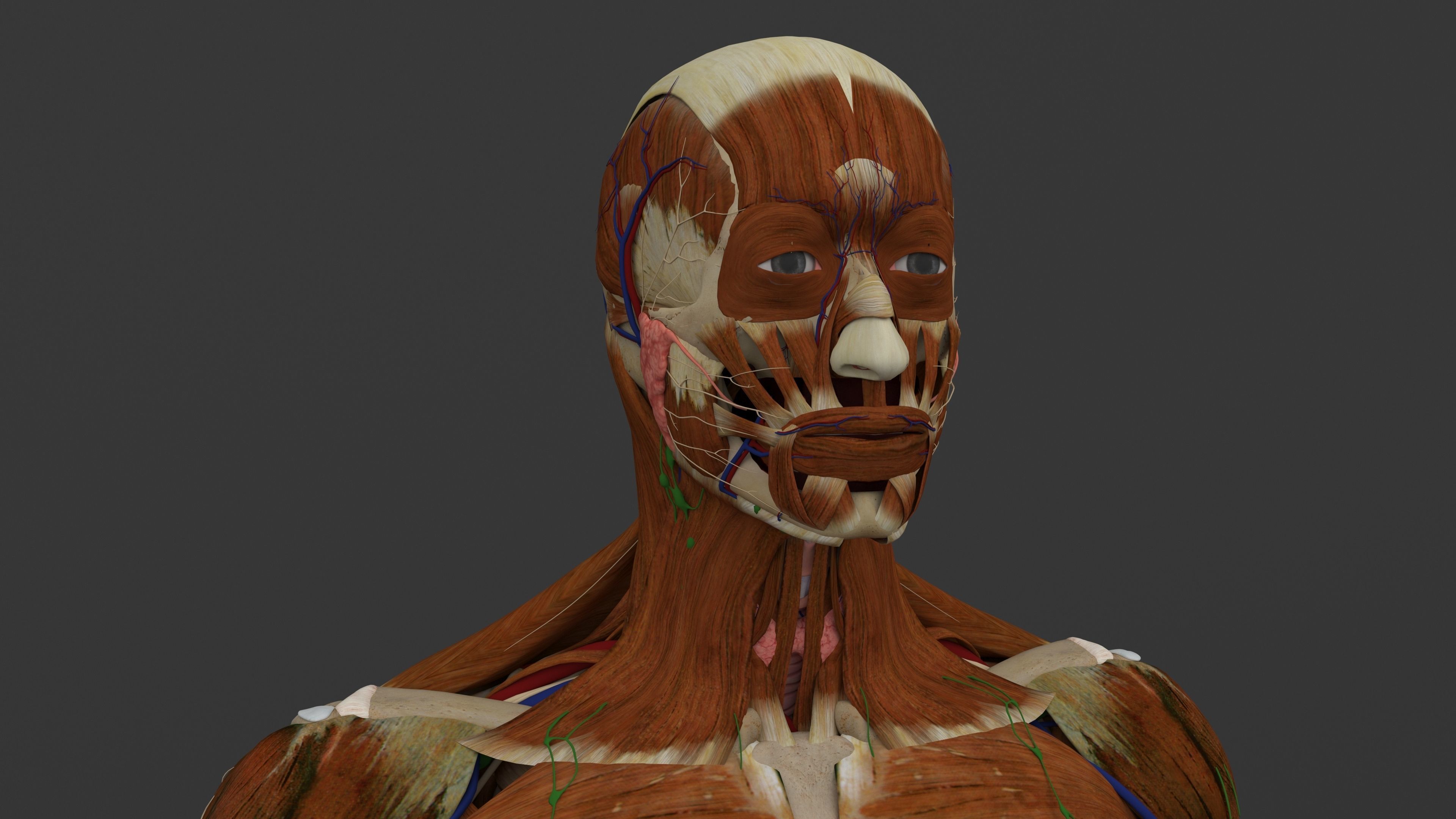 Ultimate Male and Female all anatomical system 3D model_44