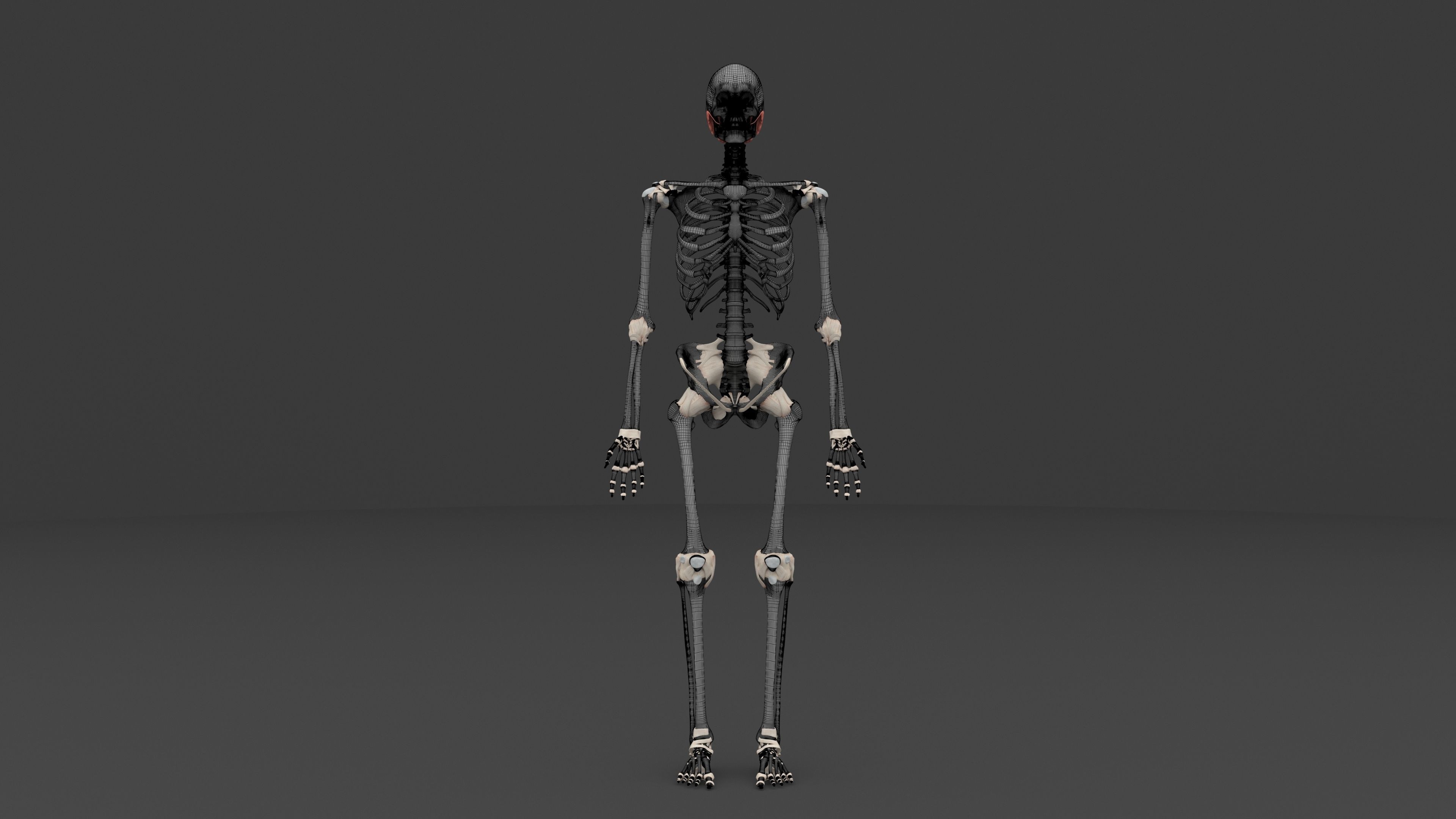 Ultimate Male and Female all anatomical system 3D model_12