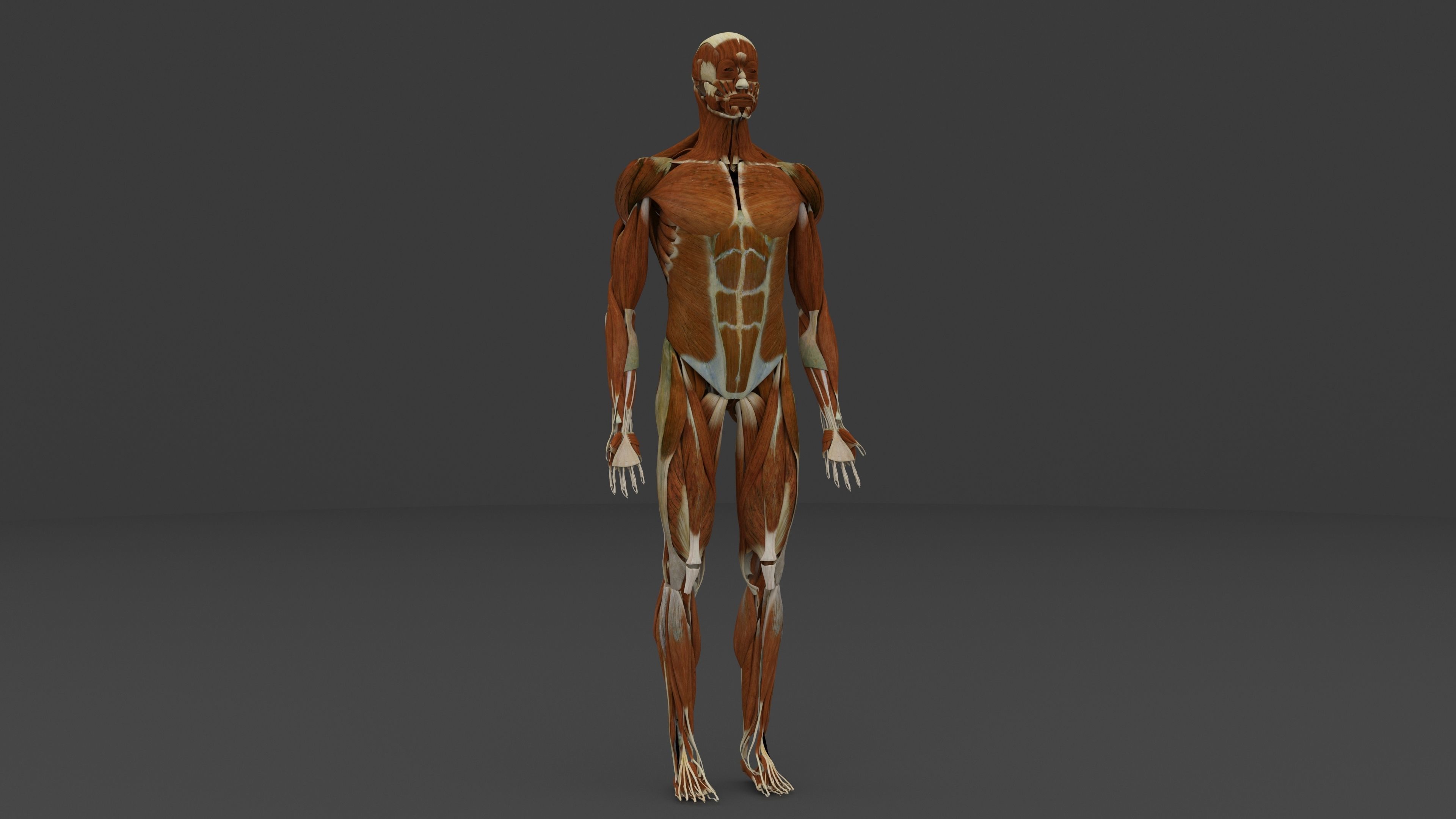 Ultimate Male and Female all anatomical system 3D model_31