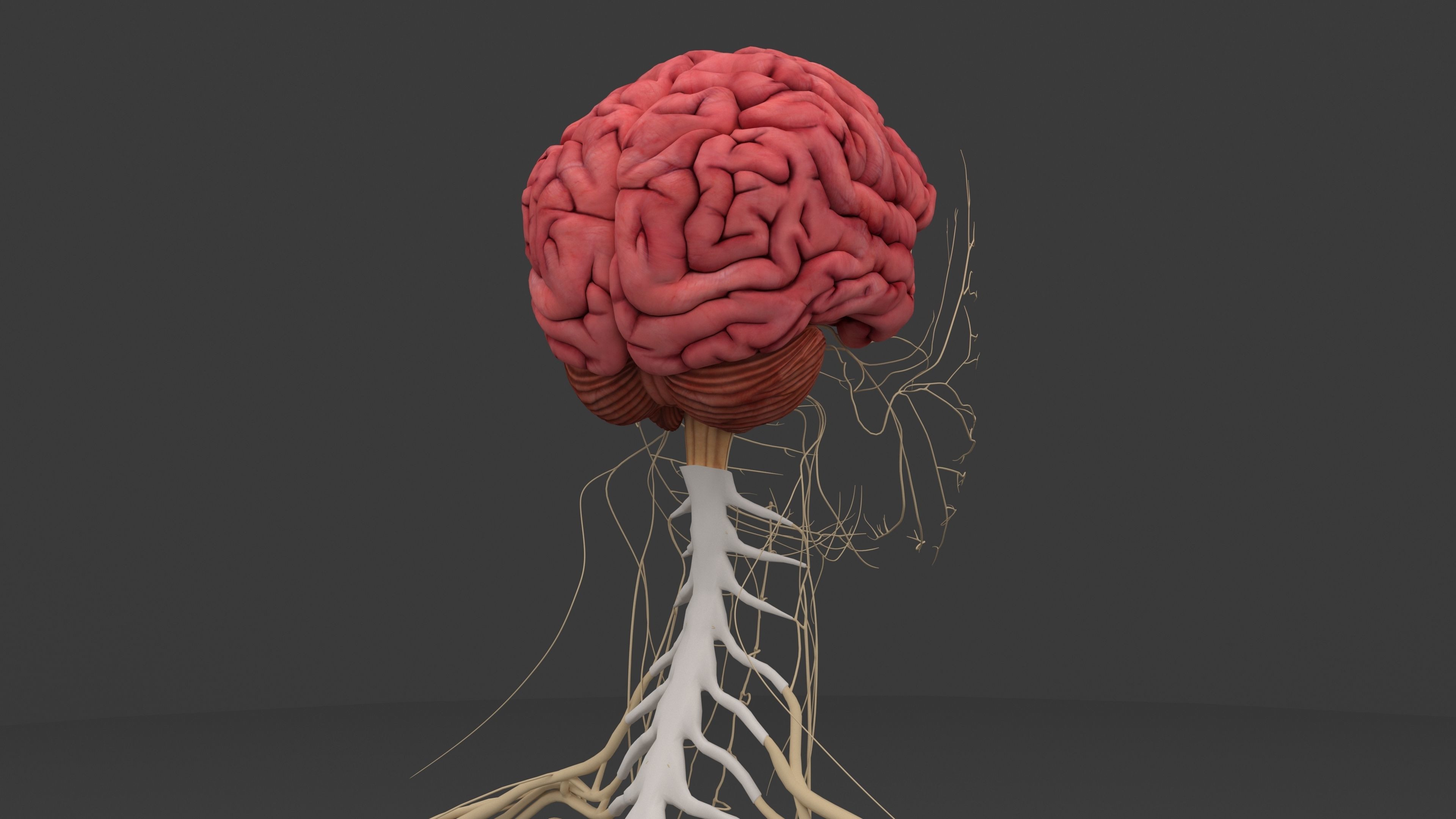 Ultimate Male and Female all anatomical system 3D model_20