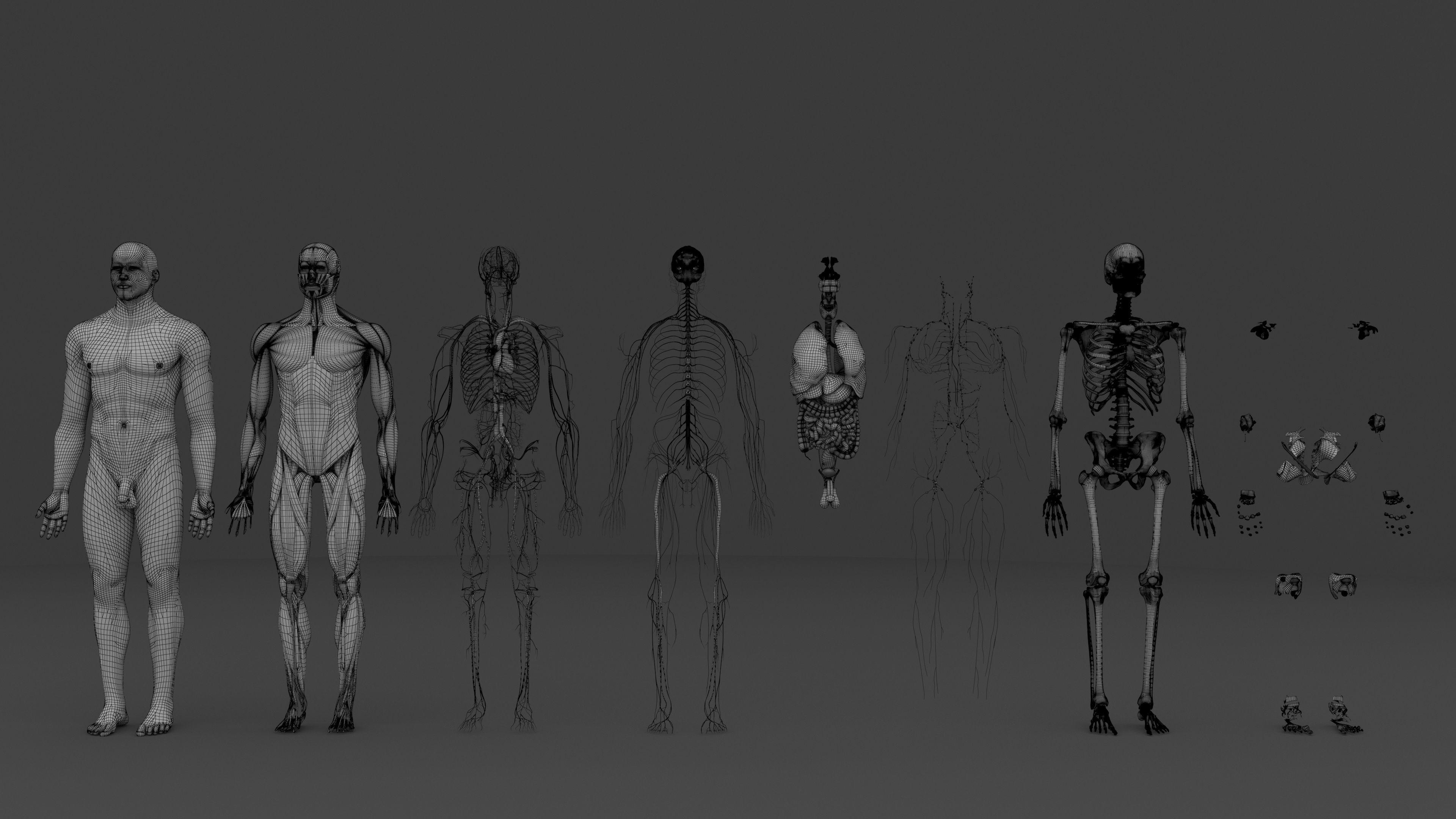Ultimate Male and Female all anatomical system 3D model_46