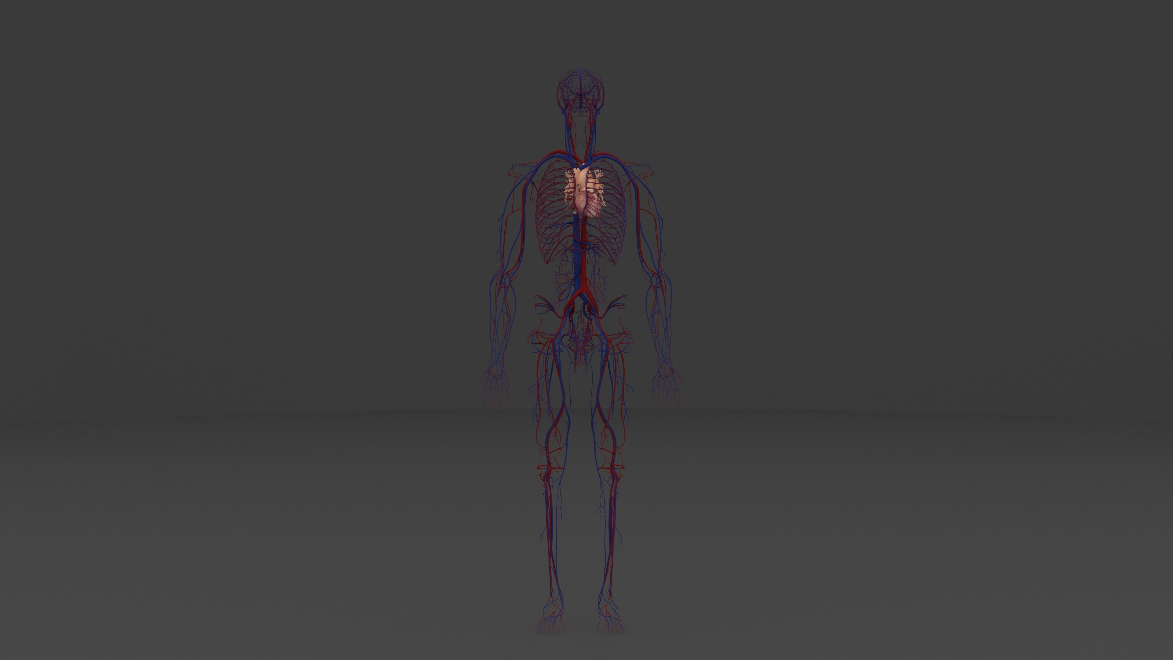 Ultimate Male and Female all anatomical system 3D model_24