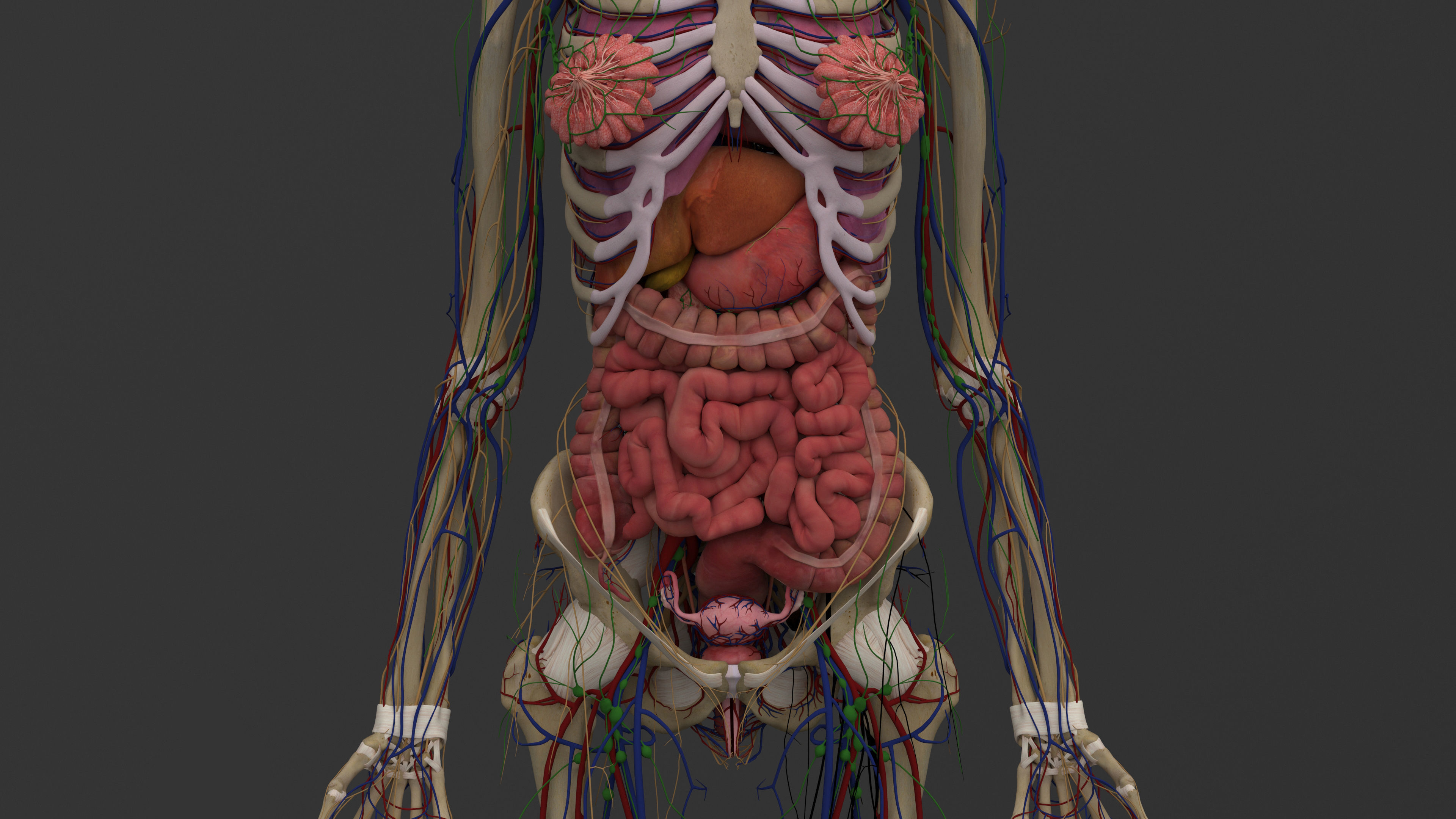 Ultimate Male and Female all anatomical system 3D model_38