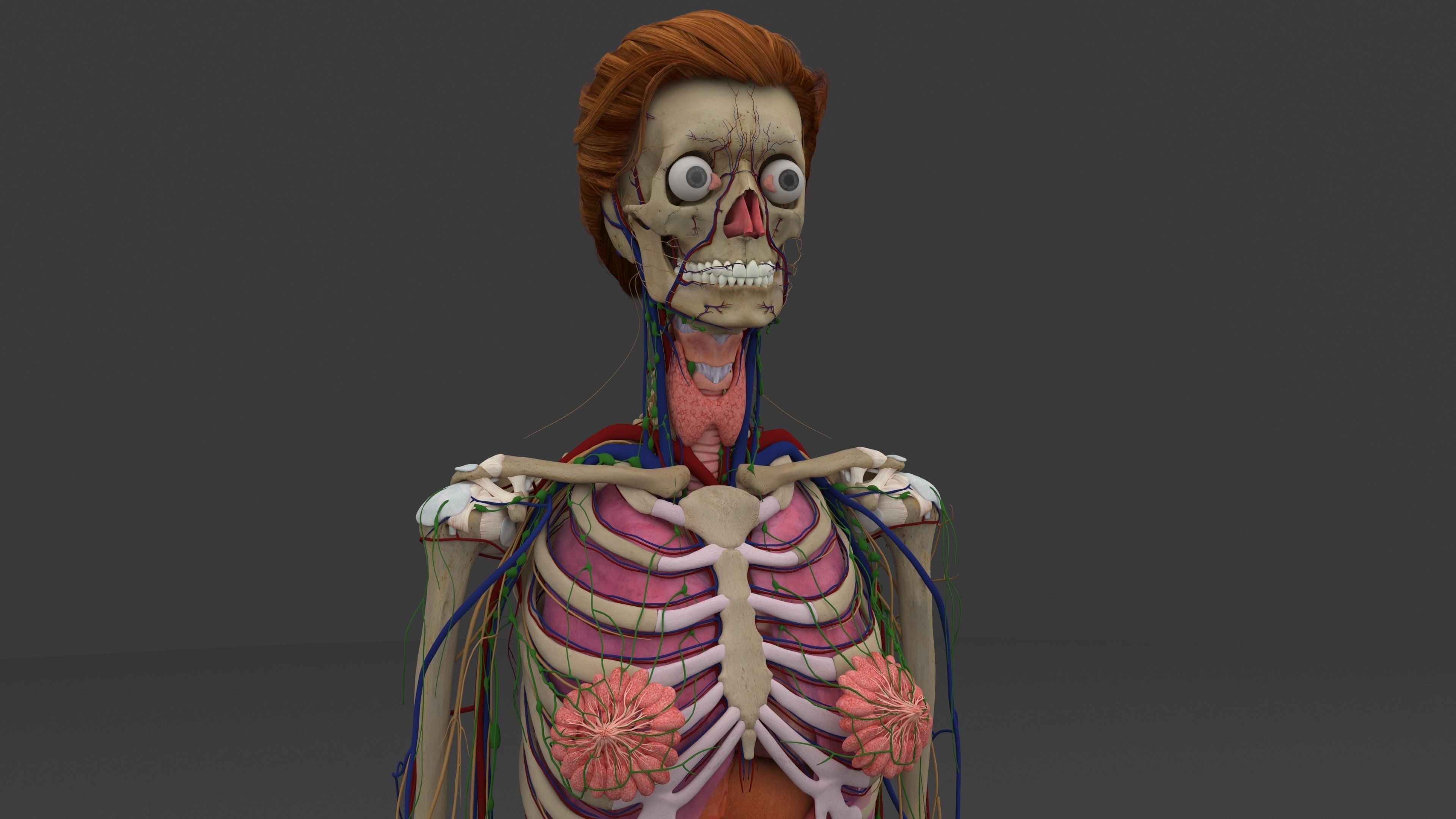 Ultimate Male and Female all anatomical system 3D model_43