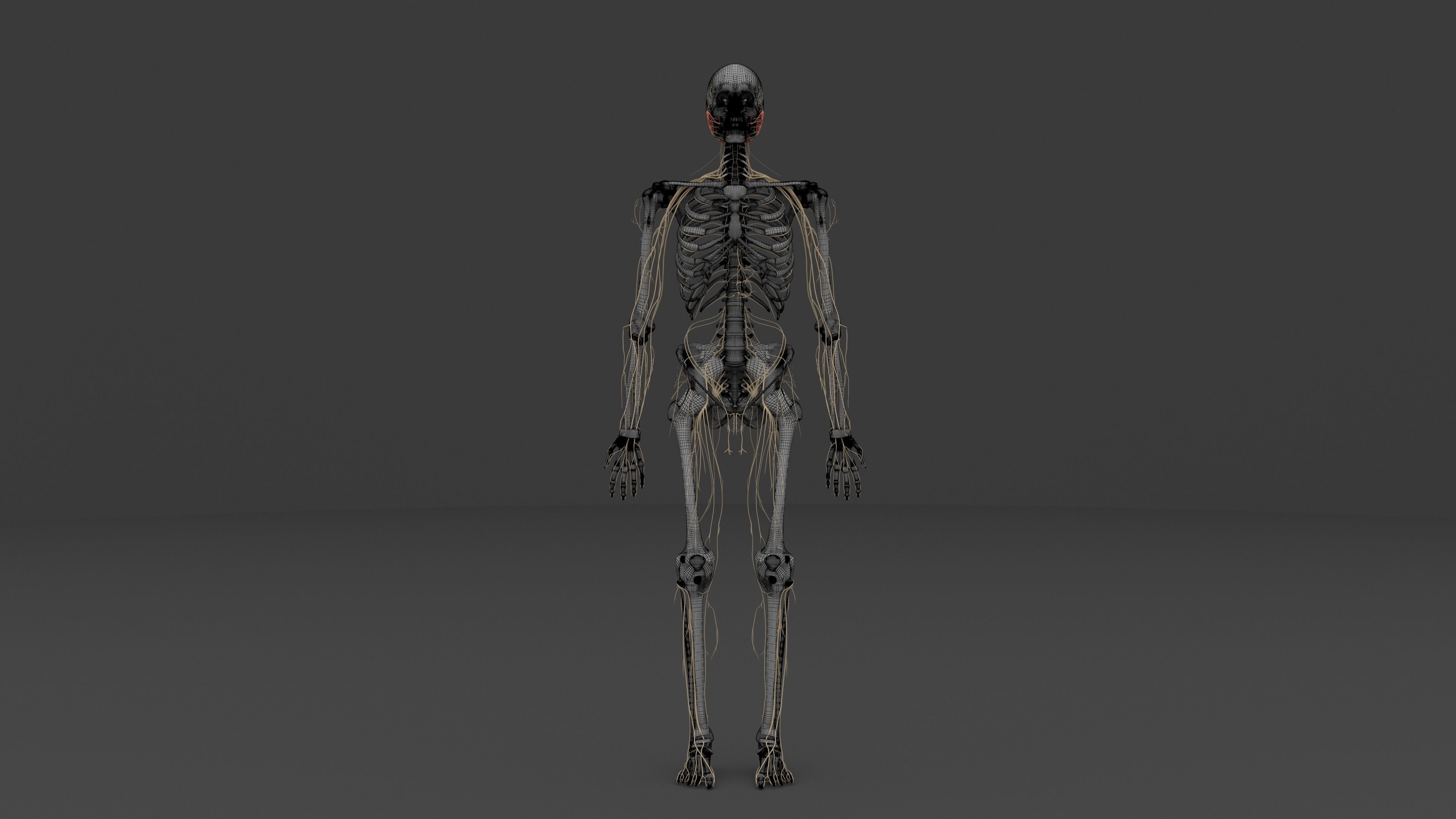 Ultimate Male and Female all anatomical system 3D model_15