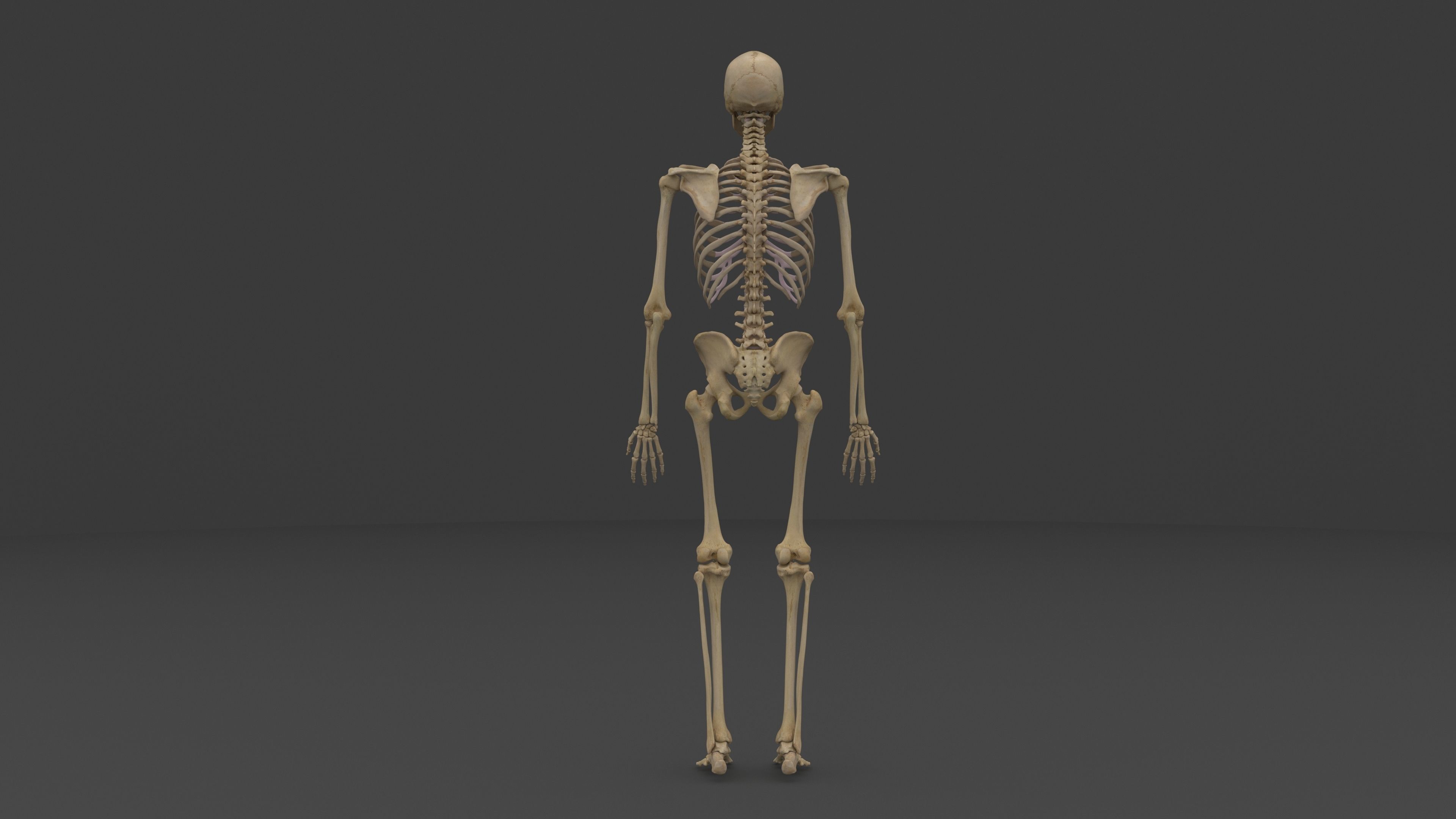 Ultimate Male and Female all anatomical system 3D model_7