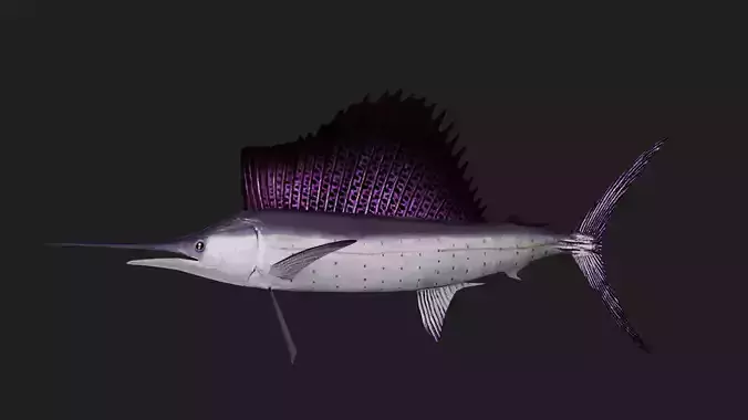 Sailfish
