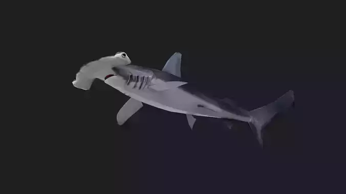 Shark
