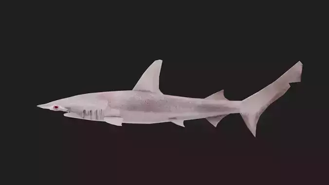 Shark