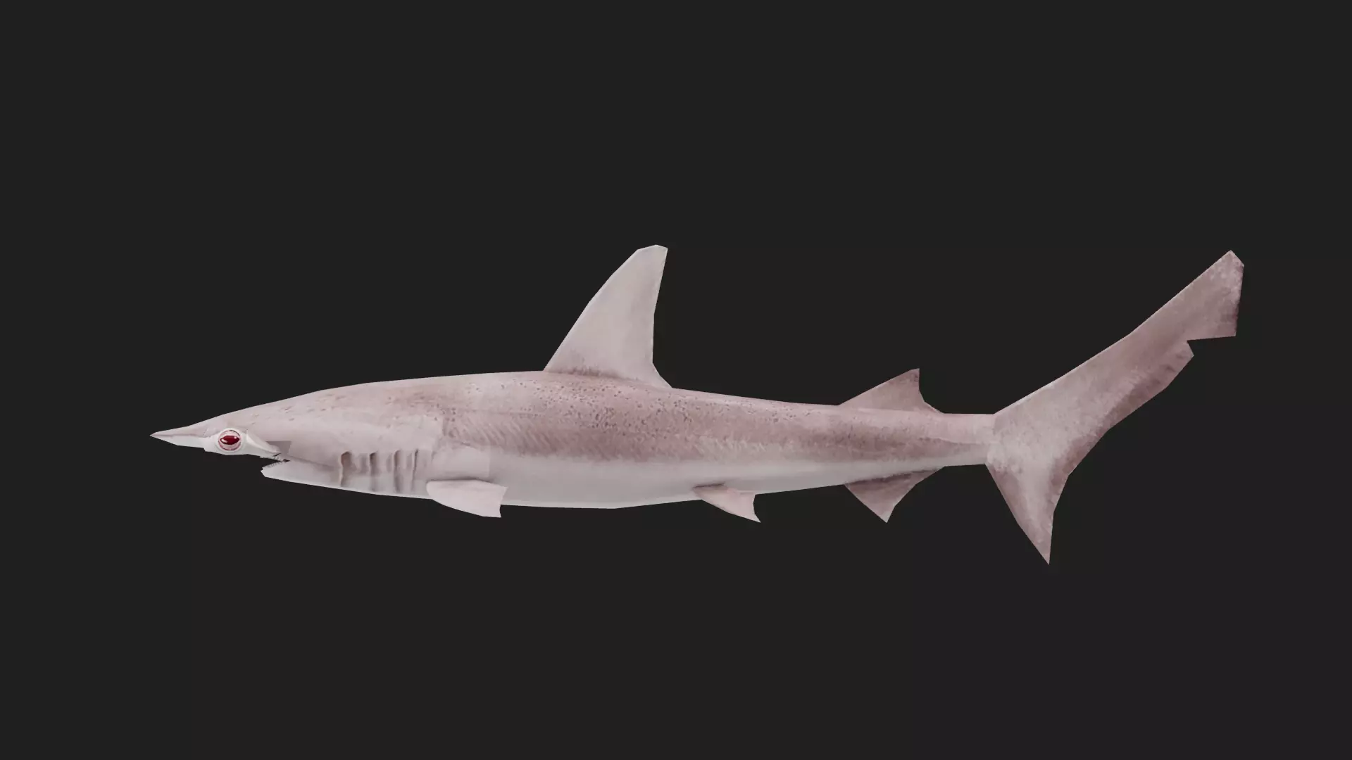 Shark Low-poly 3D model_0