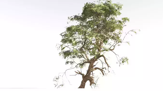 EVERYPlant Utah Juniper 3 --16 Models-- 3D model
