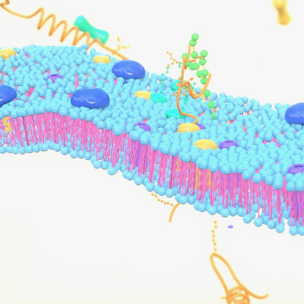 Cell membrane diagram 3D model animated | CGTrader