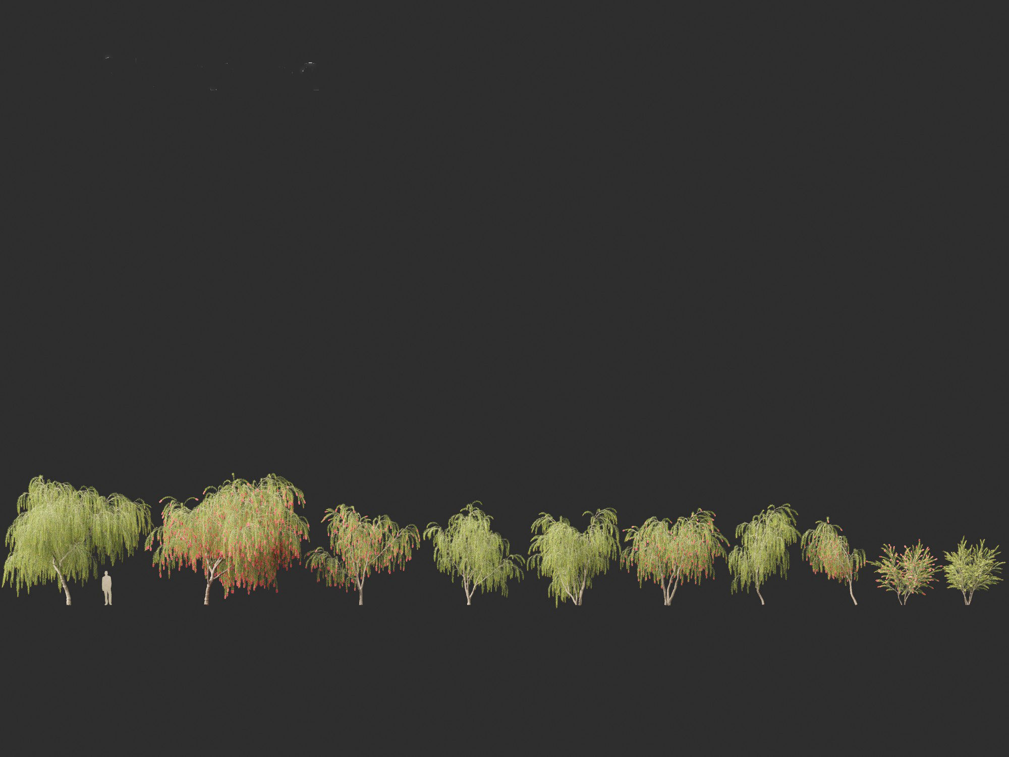 Callistemon viminalis - Weeping bottlebrush 3D model_8