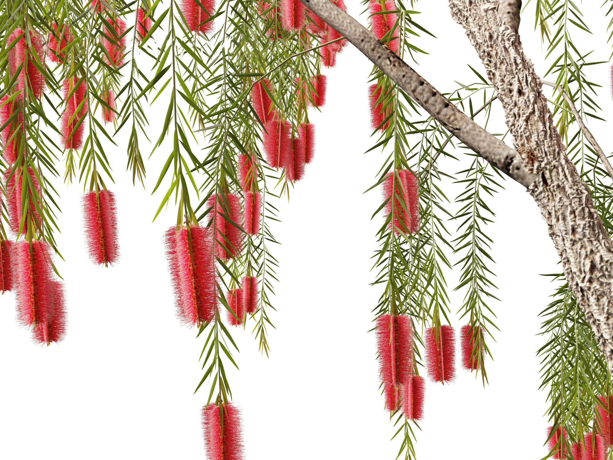 Callistemon viminalis - Weeping bottlebrush 3D model_6
