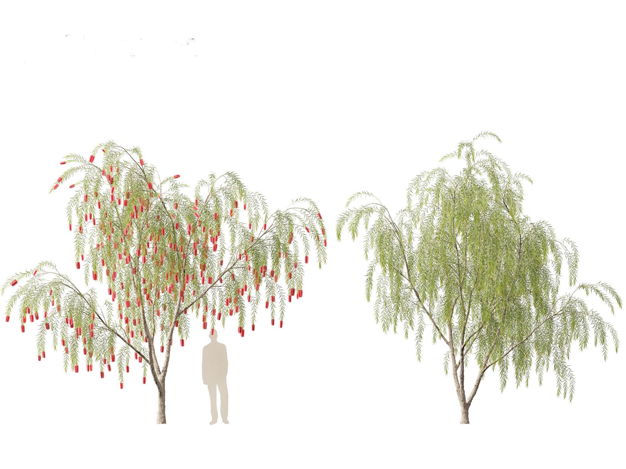 Callistemon viminalis - Weeping bottlebrush 3D model_11