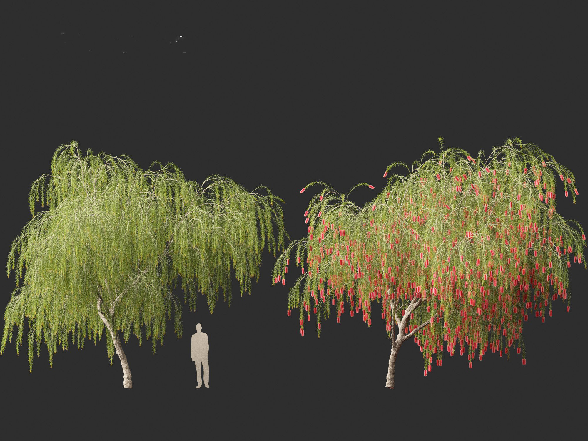 Callistemon viminalis - Weeping bottlebrush 3D model_10