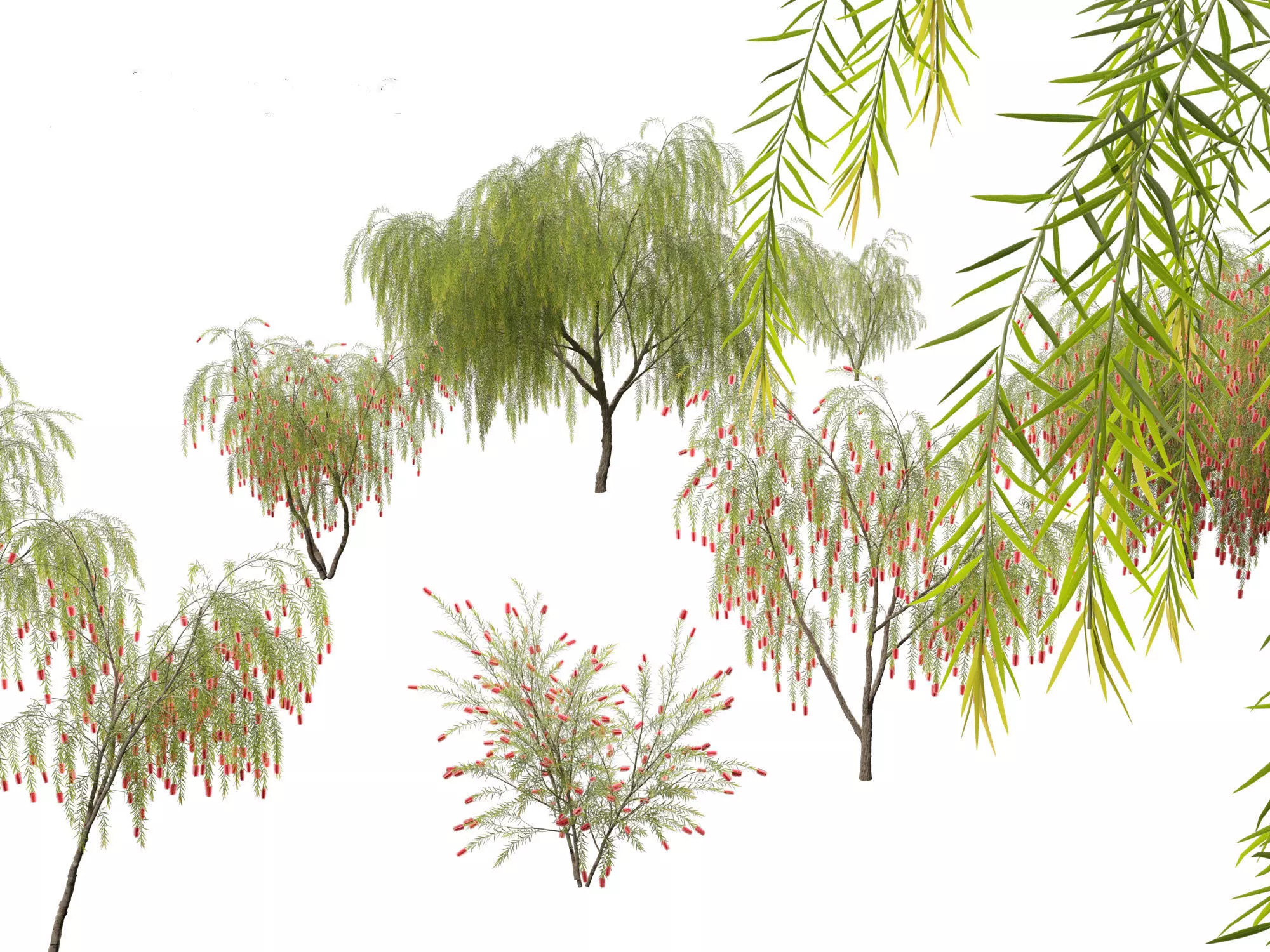 Callistemon viminalis - Weeping bottlebrush 3D model_0