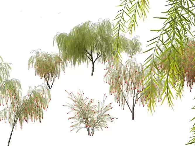 Callistemon viminalis - Weeping bottlebrush