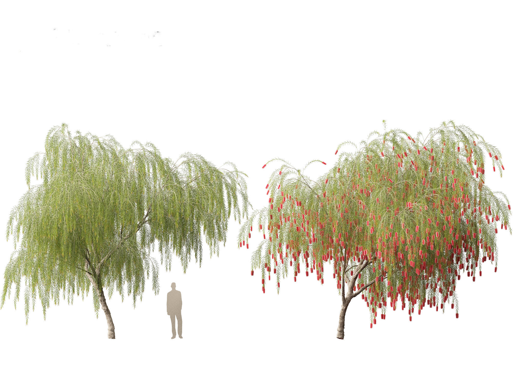 Callistemon viminalis - Weeping bottlebrush 3D model_9