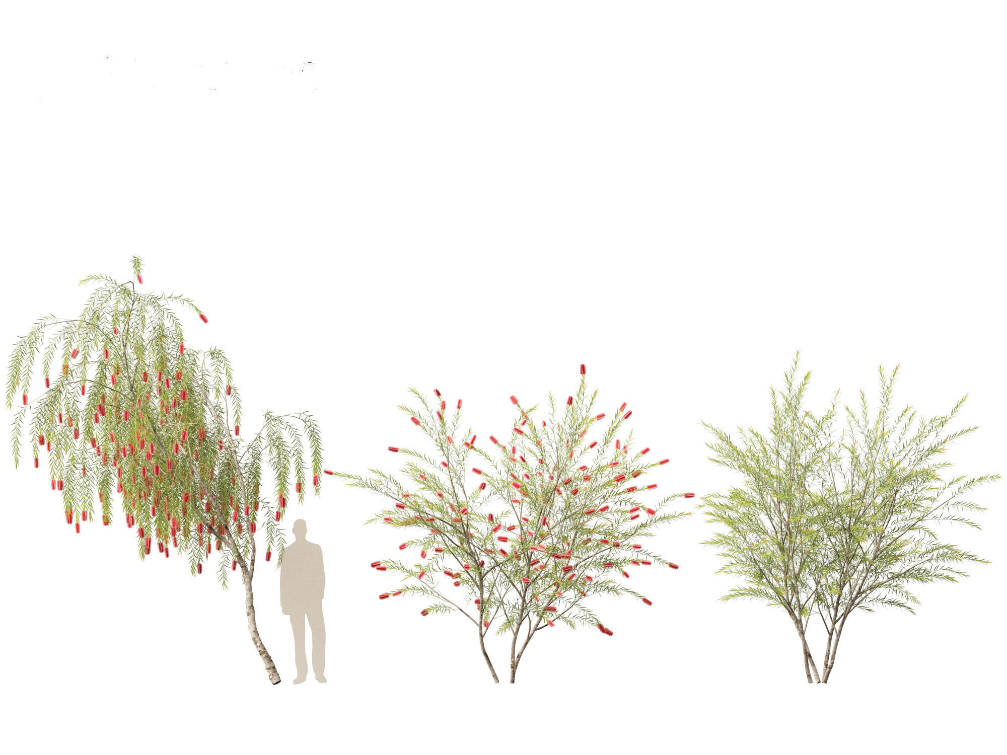 Callistemon viminalis - Weeping bottlebrush 3D model_15
