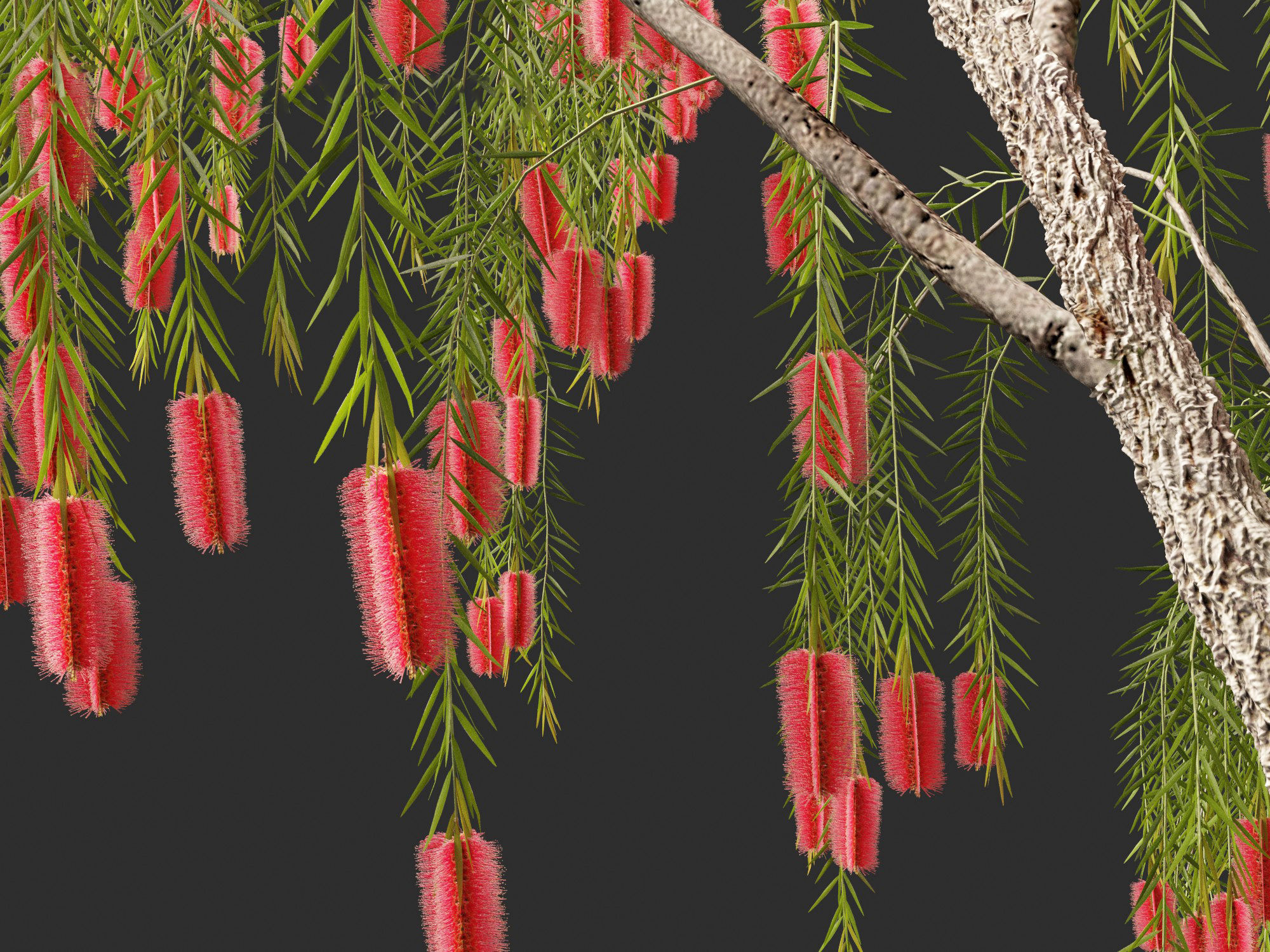Callistemon viminalis - Weeping bottlebrush 3D model_7