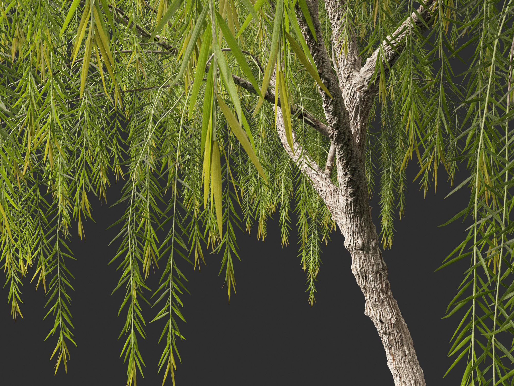 Callistemon viminalis - Weeping bottlebrush 3D model_5