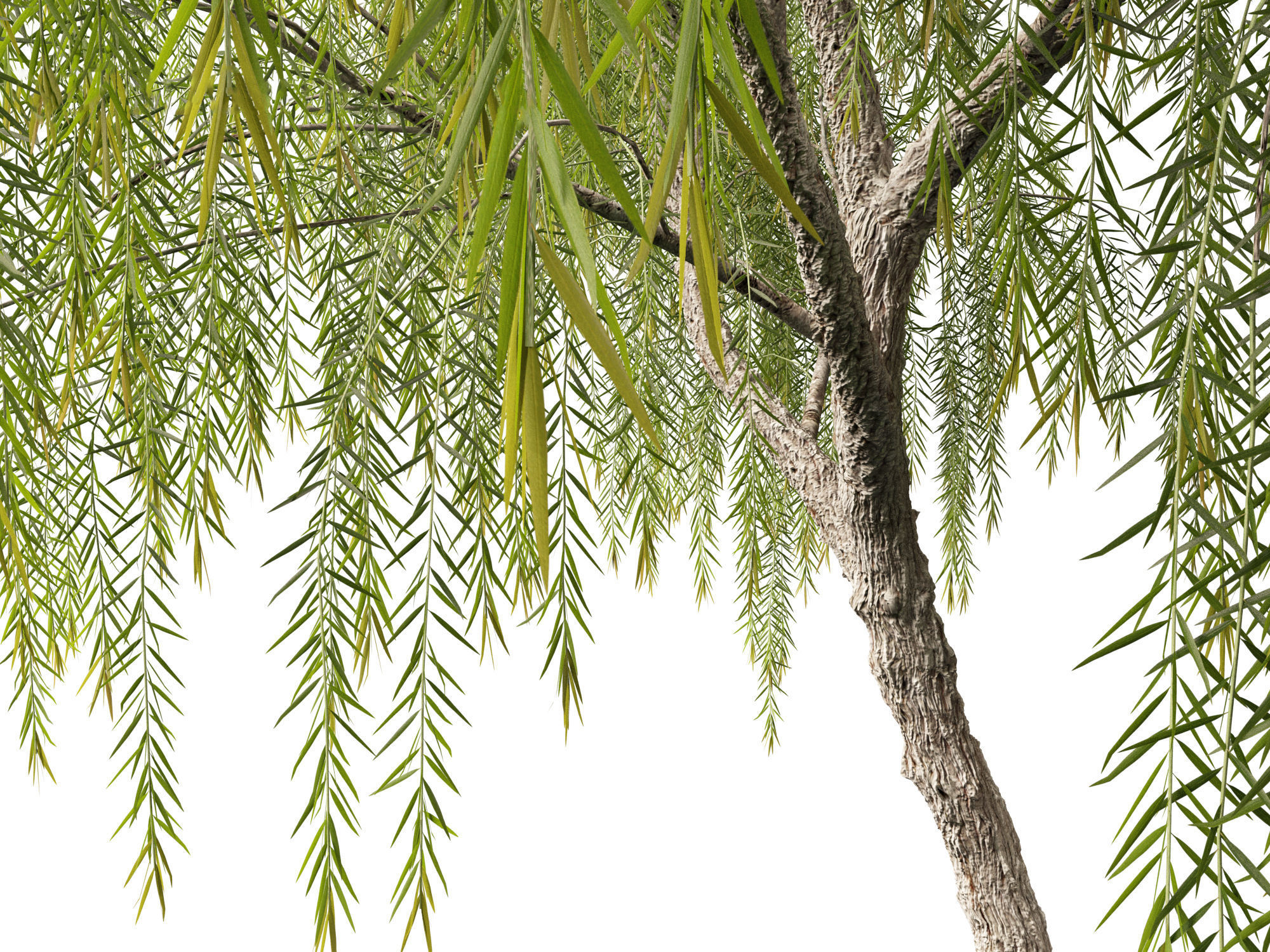 Callistemon viminalis - Weeping bottlebrush 3D model_4