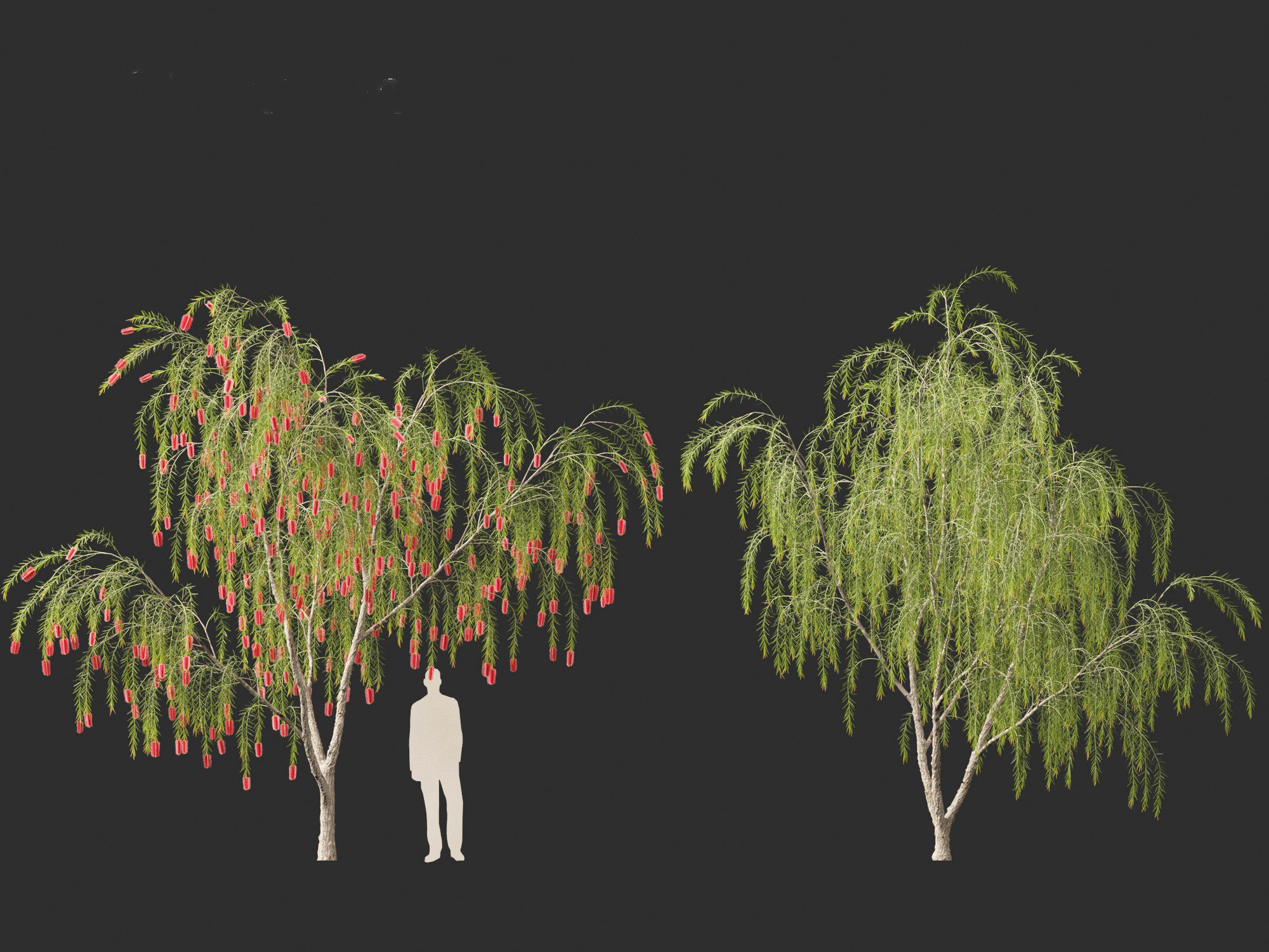 Callistemon viminalis - Weeping bottlebrush 3D model_12