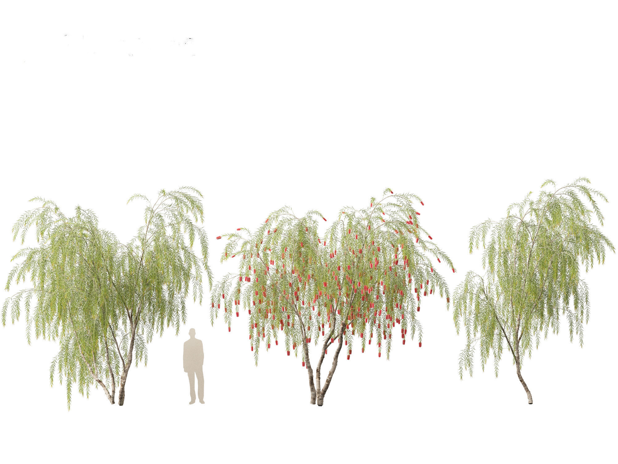 Callistemon viminalis - Weeping bottlebrush 3D model_13