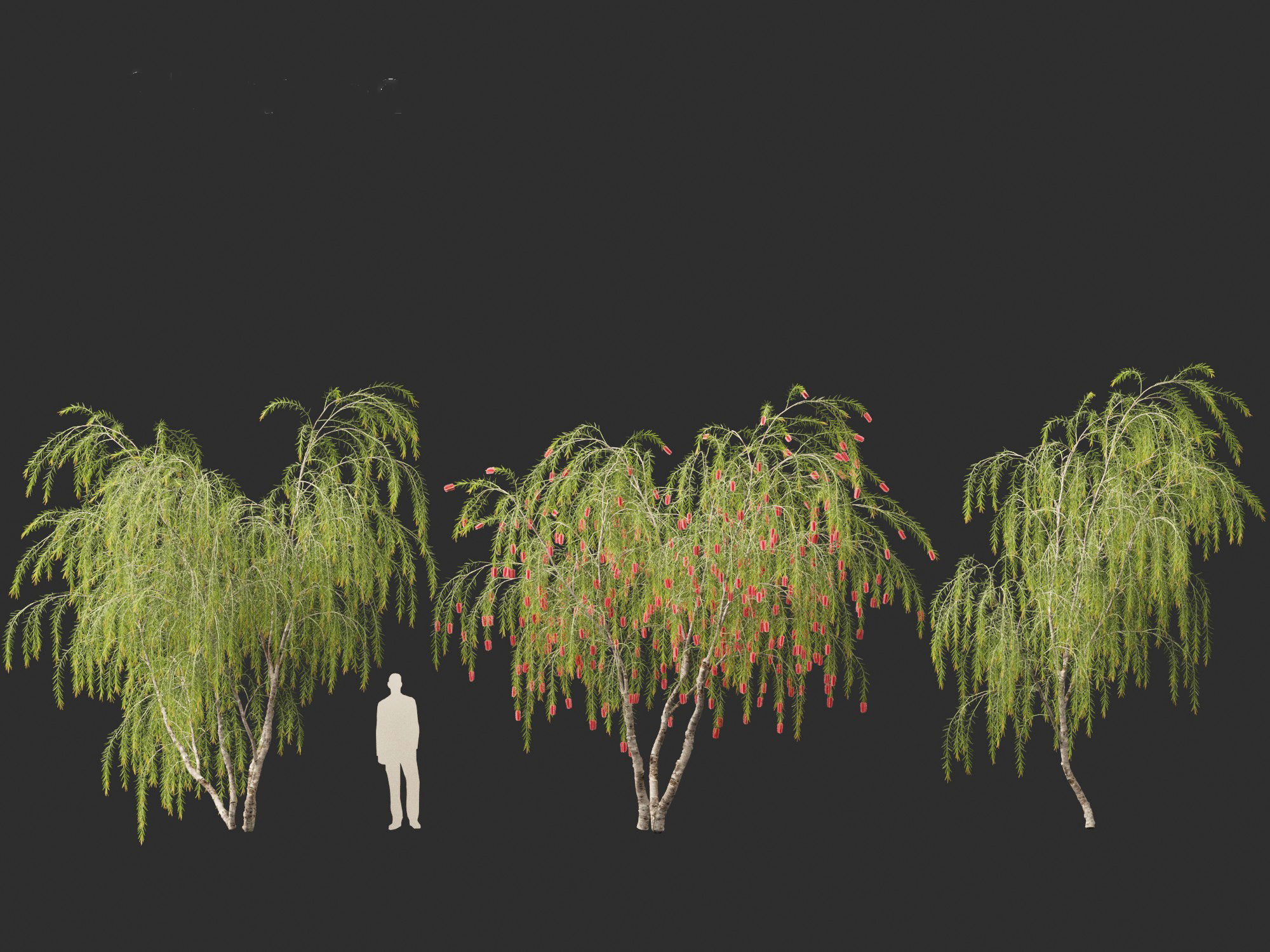 Callistemon viminalis - Weeping bottlebrush 3D model_14