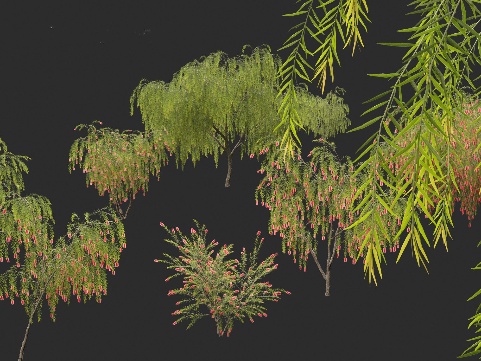 Callistemon viminalis - Weeping bottlebrush 3D model_1