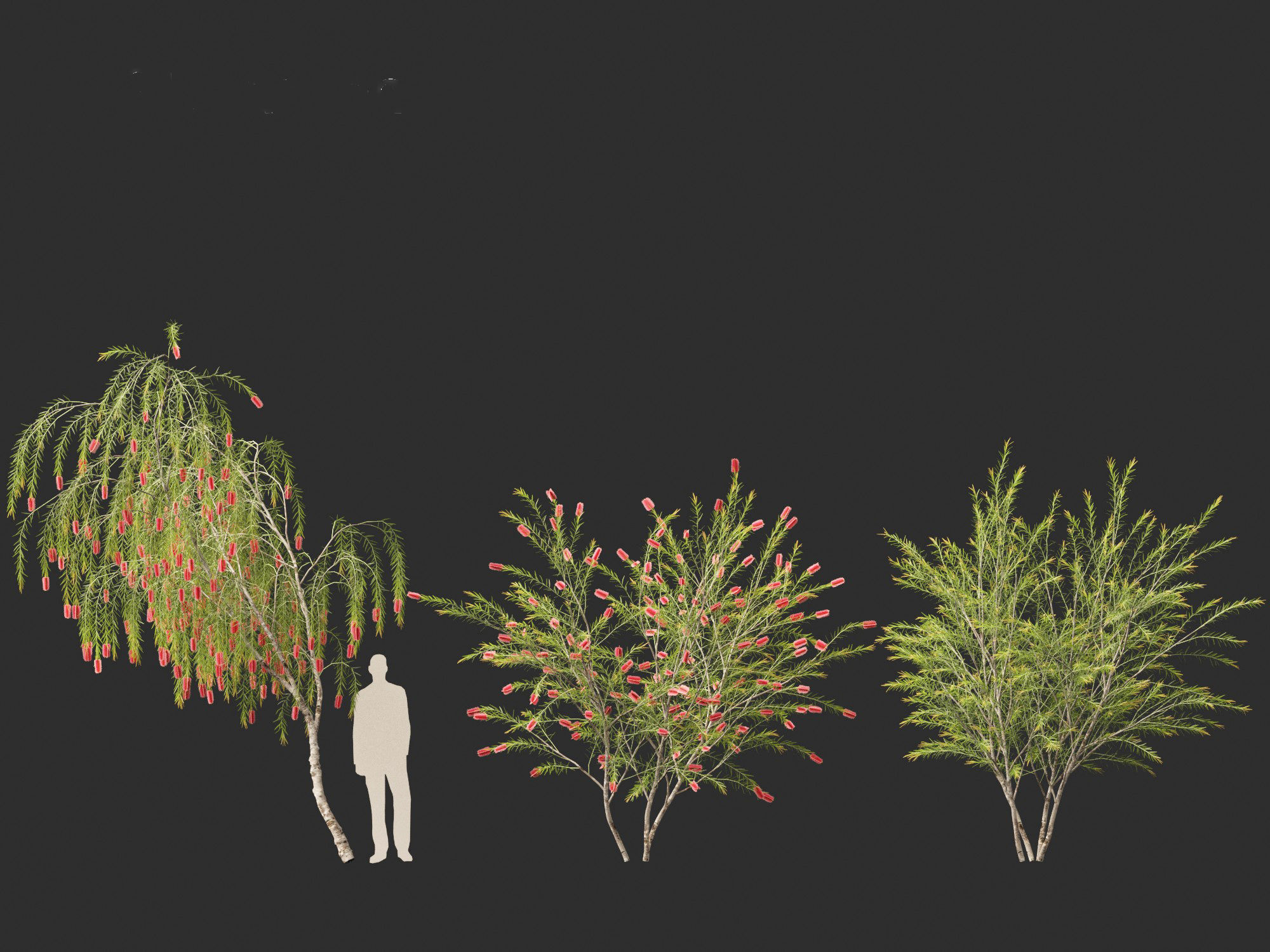 Callistemon viminalis - Weeping bottlebrush 3D model_3