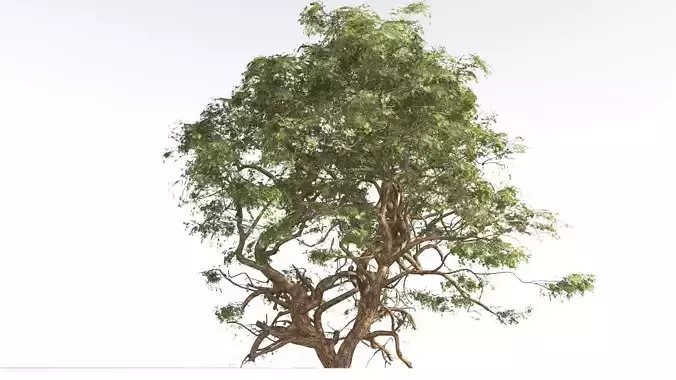 EVERYPlant Utah Juniper 4 --16 Models-- 3D model