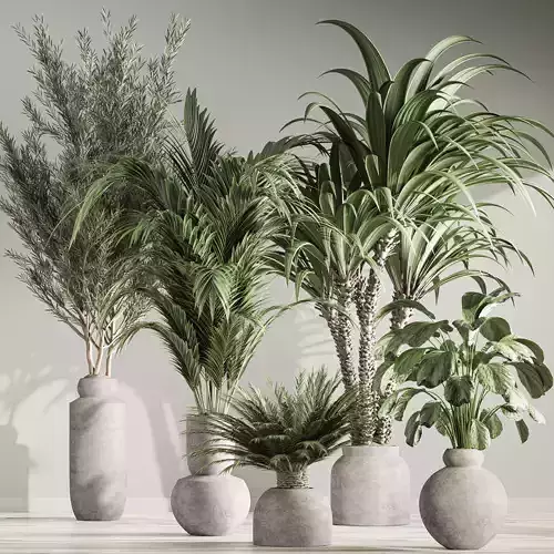 indoor plant set 42