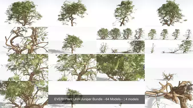 EVERYPlant Utah Juniper Bundle --64 Models-- 3D Model Collection
