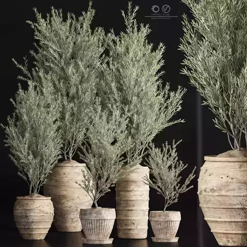 Indoor Plant olive Set 46