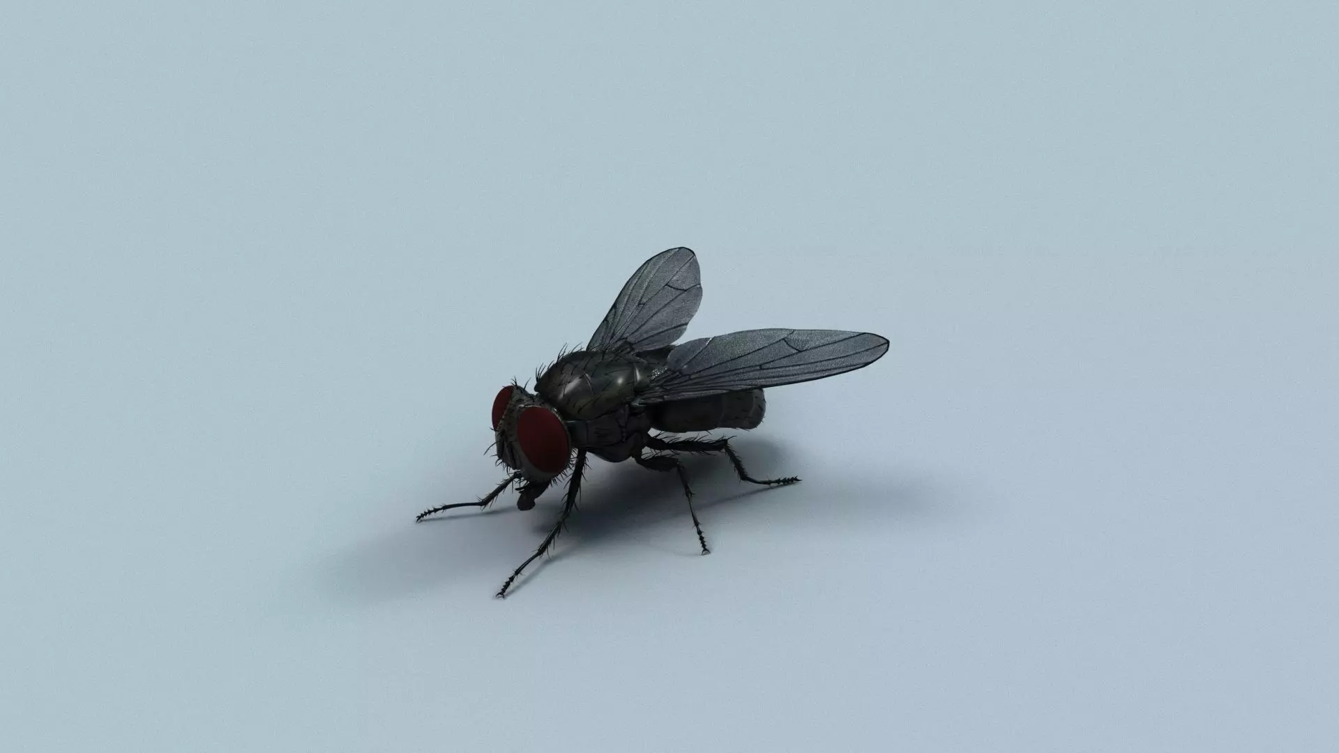Cyclorrhapha fly rig 3D model_0