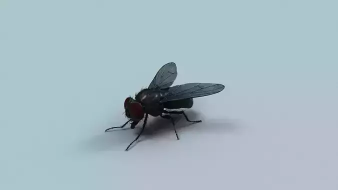 Cyclorrhapha fly rig 3D model