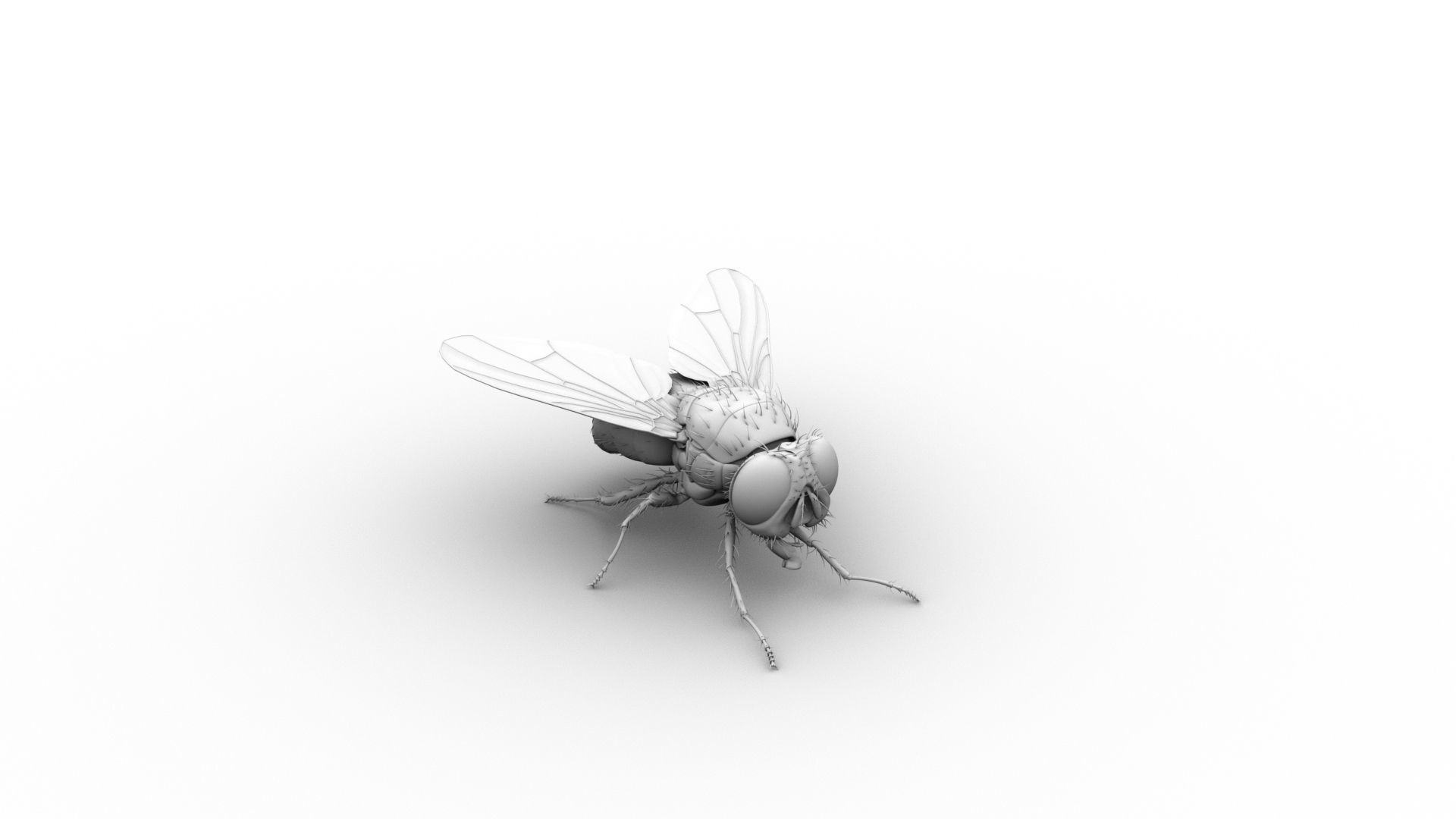 Cyclorrhapha fly rig 3D model_3